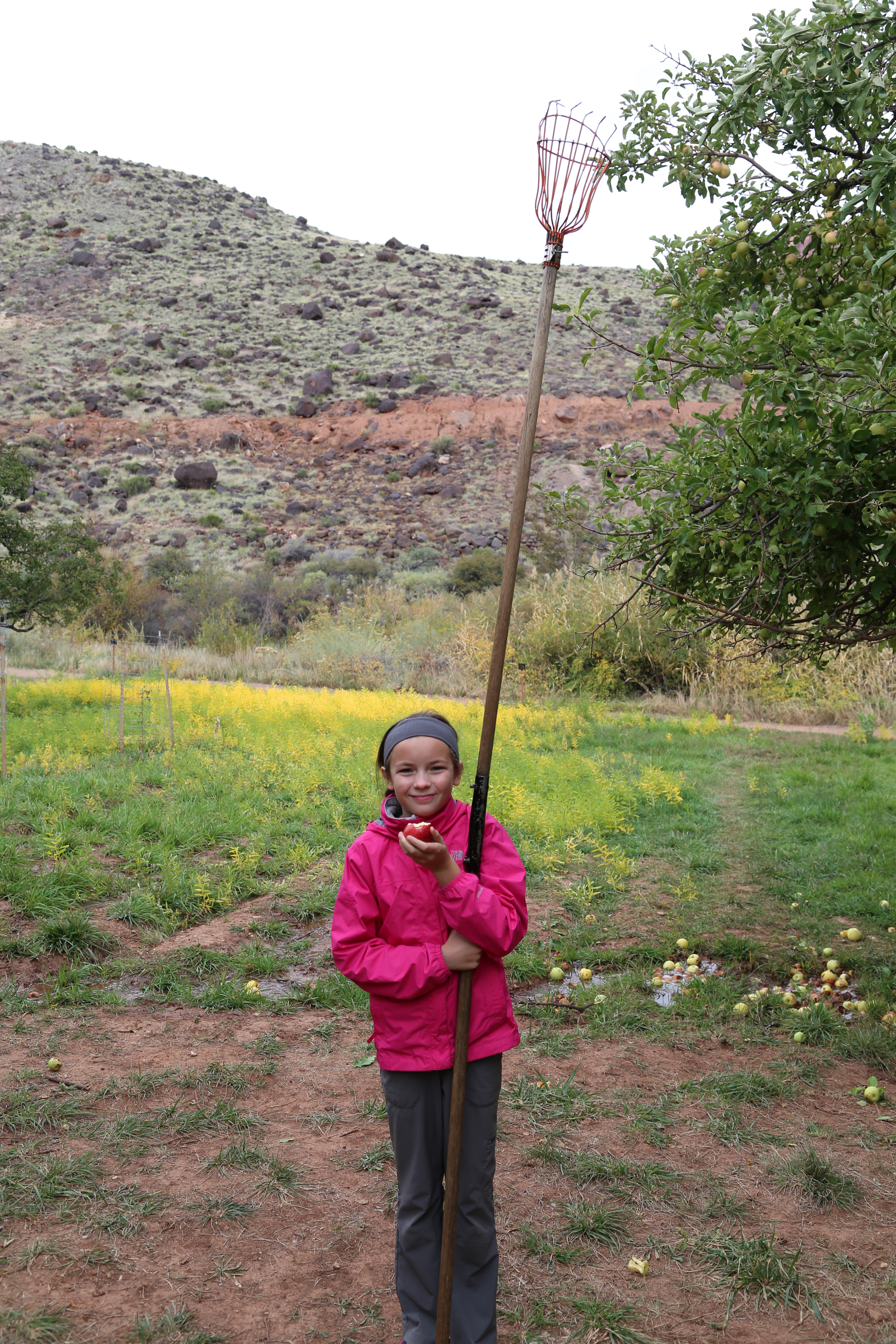 2015 Fall Break - Day 3 - Capitol Reef National Park (Gifford House Pies, Hickman Bridge Arch, Snakes Alive!, Picking Apples in the Fruita Pioneer Orchards, Goosenecks Overlook, Panorama Point), Eating Rattlesnakes at Cafe Diablo (Torrey, Utah)