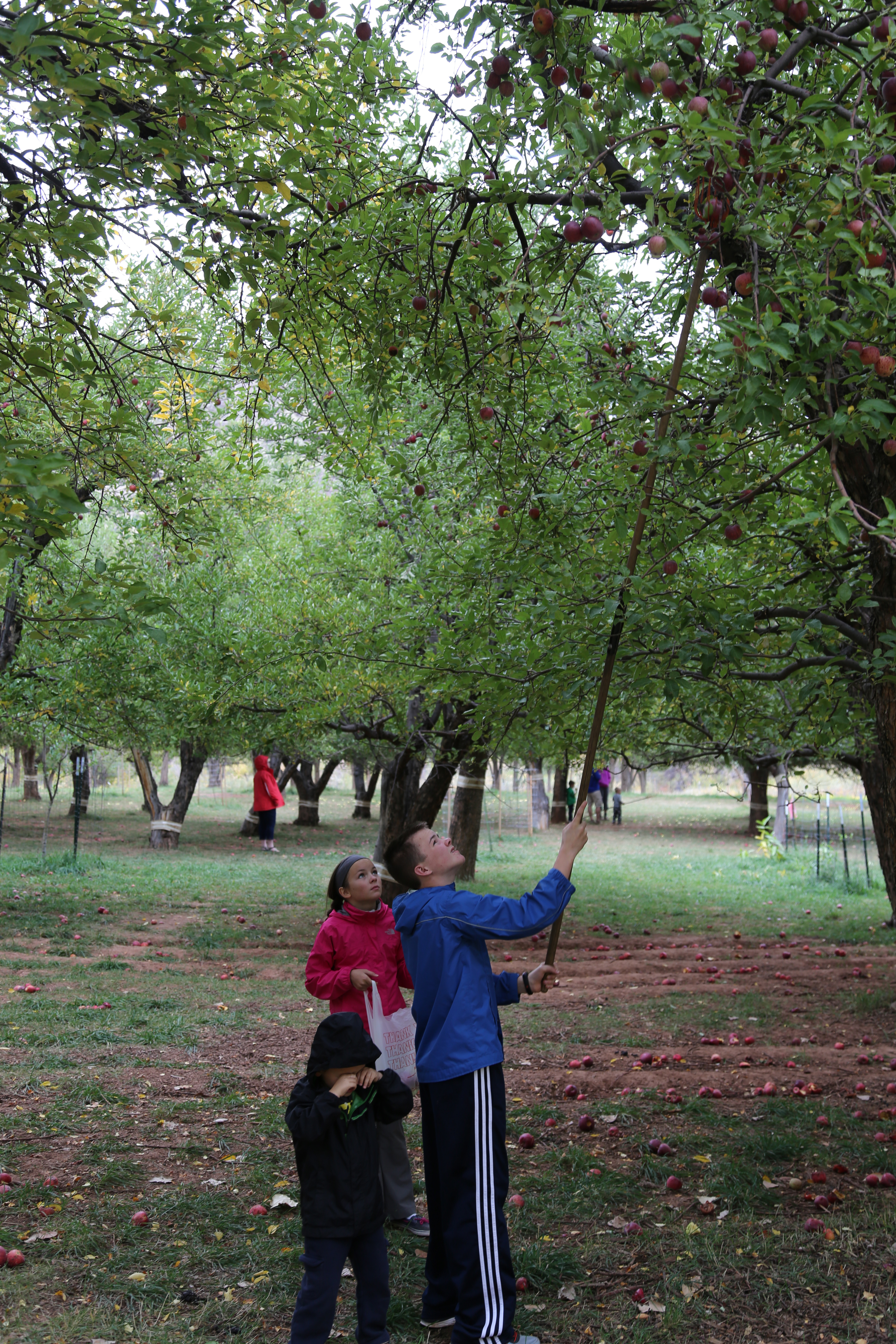 2015 Fall Break - Day 3 - Capitol Reef National Park (Gifford House Pies, Hickman Bridge Arch, Snakes Alive!, Picking Apples in the Fruita Pioneer Orchards, Goosenecks Overlook, Panorama Point), Eating Rattlesnakes at Cafe Diablo (Torrey, Utah)