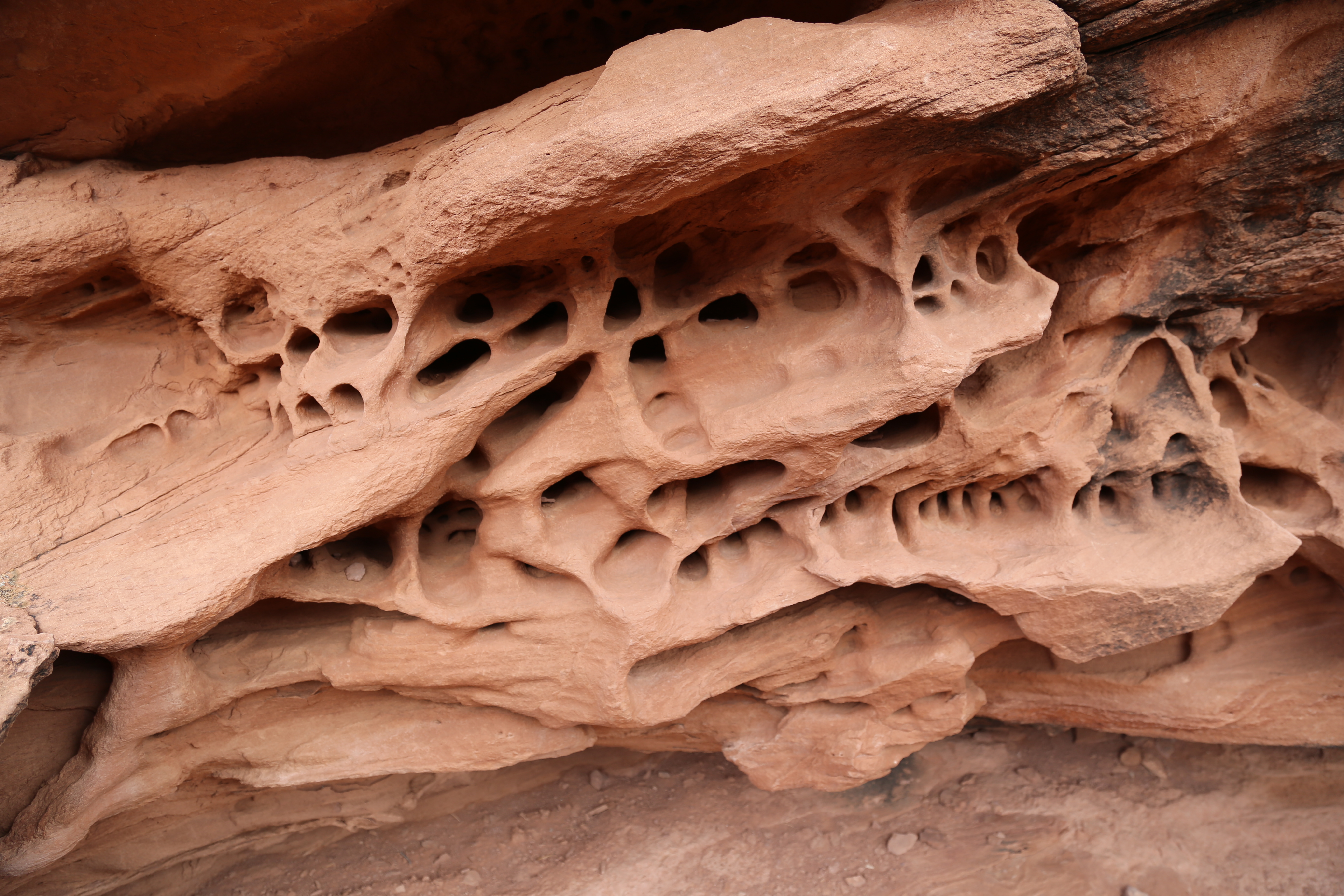 2015 Fall Break - Day 3 - Capitol Reef National Park (Gifford House Pies, Hickman Bridge Arch, Snakes Alive!, Picking Apples in the Fruita Pioneer Orchards, Goosenecks Overlook, Panorama Point), Eating Rattlesnakes at Cafe Diablo (Torrey, Utah)