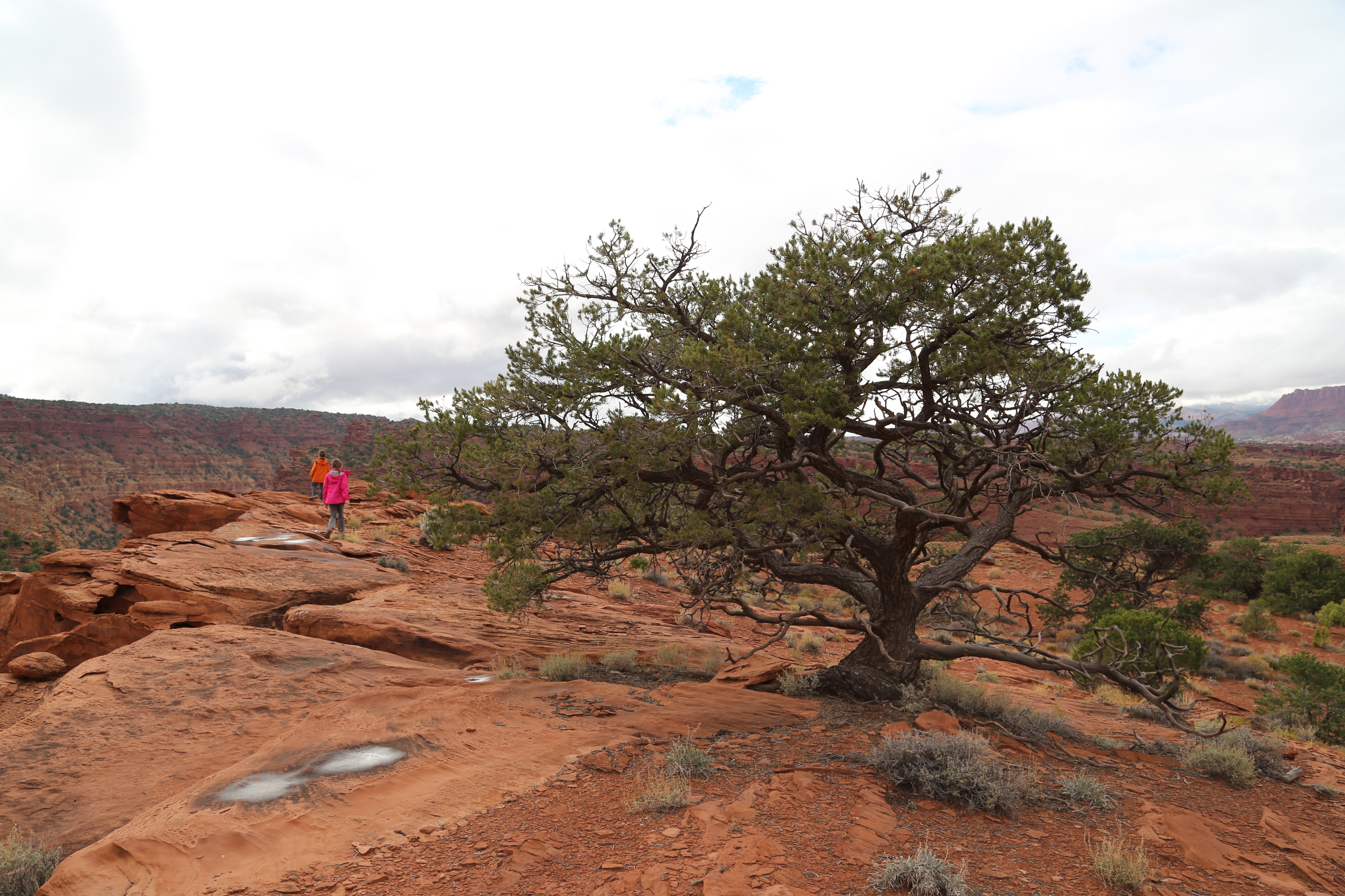 2015 Fall Break - Day 3 - Capitol Reef National Park (Gifford House Pies, Hickman Bridge Arch, Snakes Alive!, Picking Apples in the Fruita Pioneer Orchards, Goosenecks Overlook, Panorama Point), Eating Rattlesnakes at Cafe Diablo (Torrey, Utah)