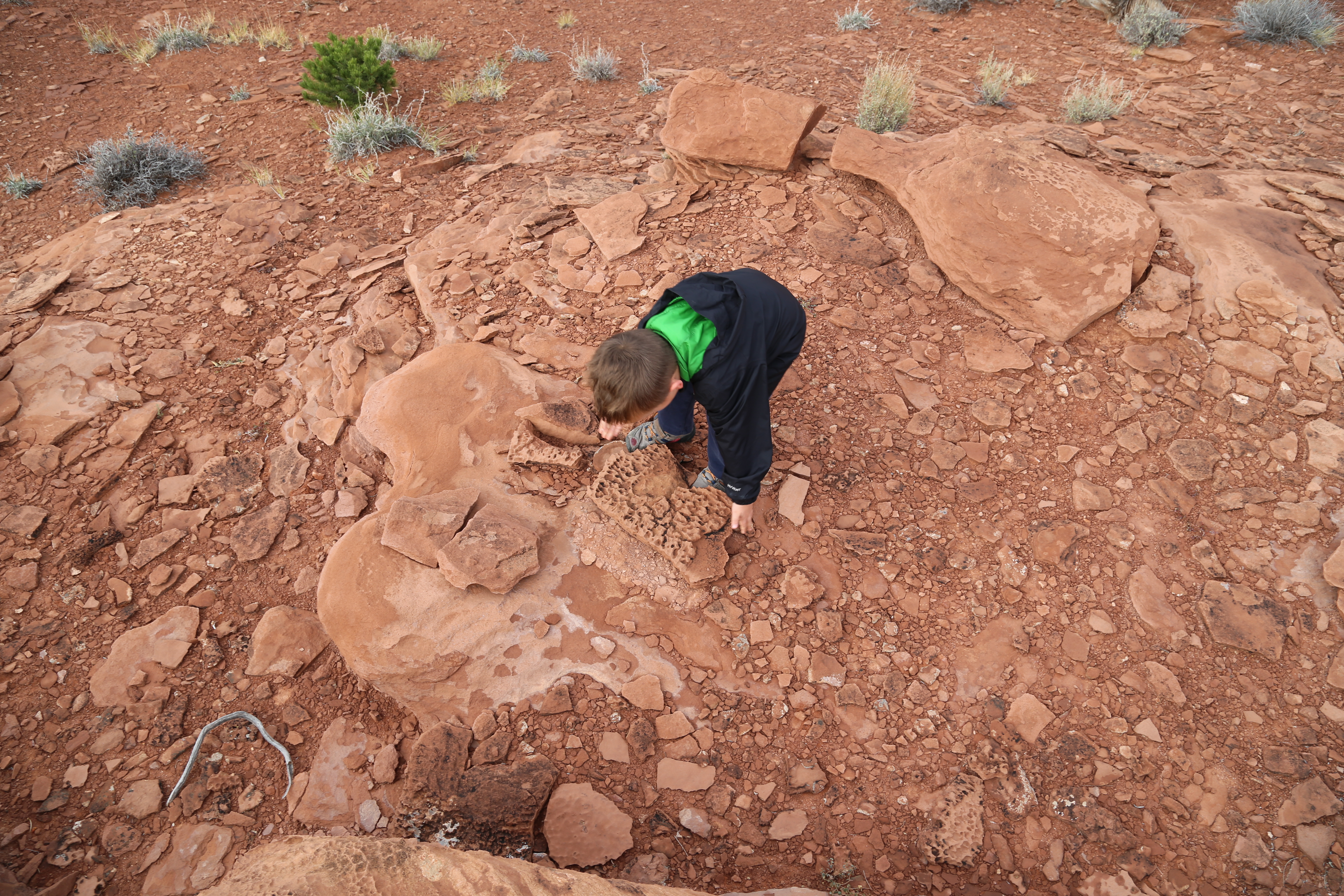 2015 Fall Break - Day 3 - Capitol Reef National Park (Gifford House Pies, Hickman Bridge Arch, Snakes Alive!, Picking Apples in the Fruita Pioneer Orchards, Goosenecks Overlook, Panorama Point), Eating Rattlesnakes at Cafe Diablo (Torrey, Utah)