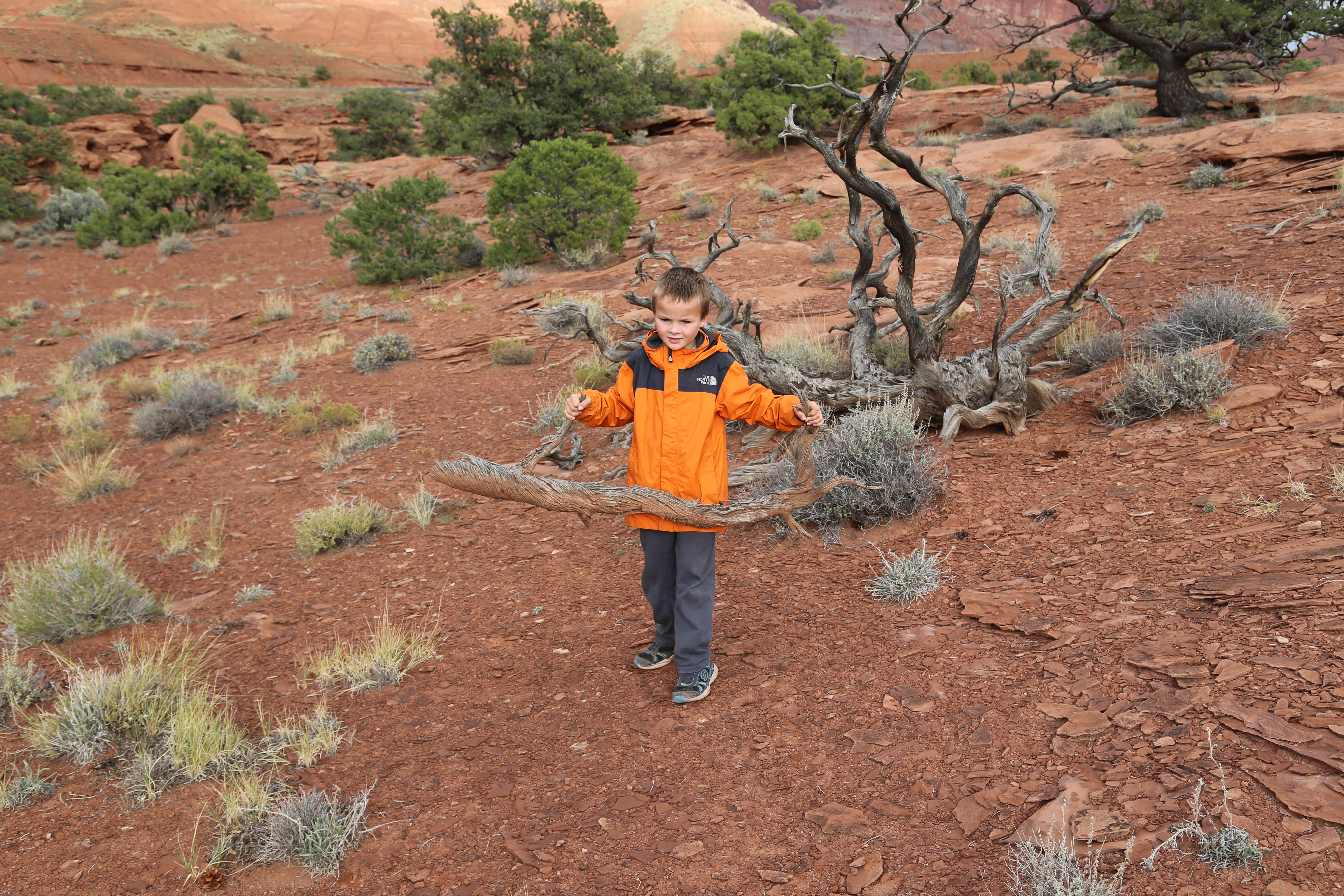 2015 Fall Break - Day 3 - Capitol Reef National Park (Gifford House Pies, Hickman Bridge Arch, Snakes Alive!, Picking Apples in the Fruita Pioneer Orchards, Goosenecks Overlook, Panorama Point), Eating Rattlesnakes at Cafe Diablo (Torrey, Utah)