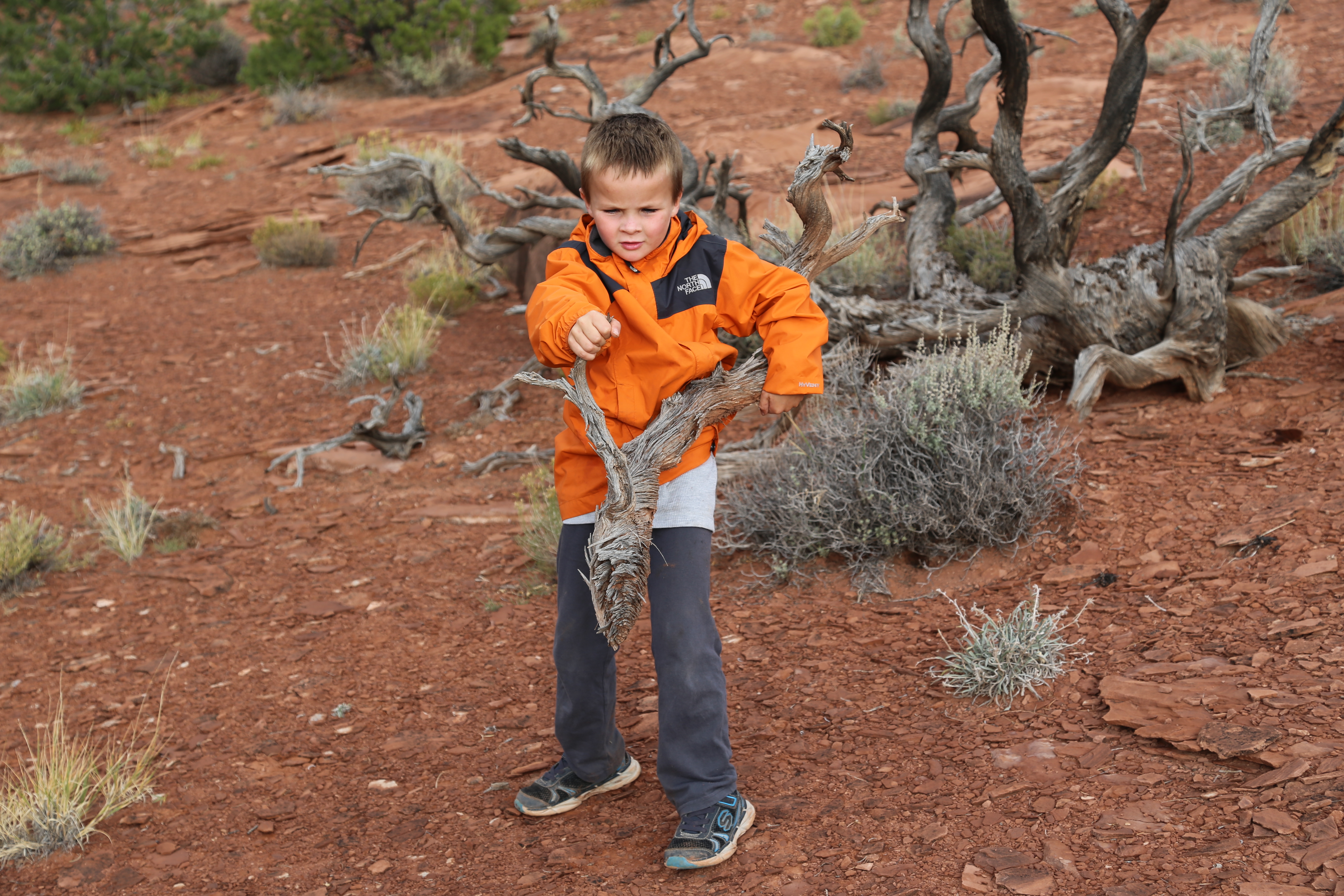 2015 Fall Break - Day 3 - Capitol Reef National Park (Gifford House Pies, Hickman Bridge Arch, Snakes Alive!, Picking Apples in the Fruita Pioneer Orchards, Goosenecks Overlook, Panorama Point), Eating Rattlesnakes at Cafe Diablo (Torrey, Utah)