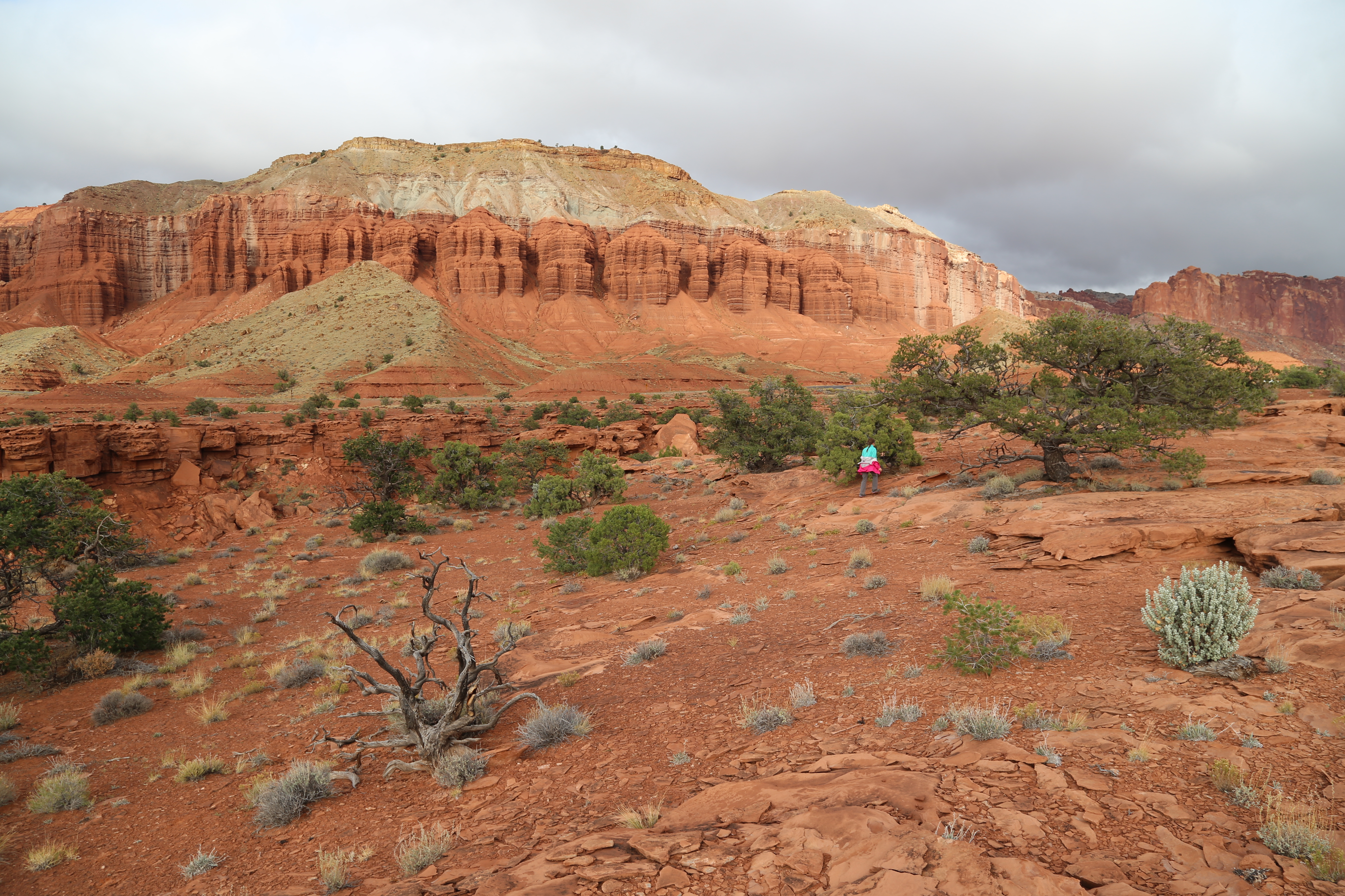 2015 Fall Break - Day 3 - Capitol Reef National Park (Gifford House Pies, Hickman Bridge Arch, Snakes Alive!, Picking Apples in the Fruita Pioneer Orchards, Goosenecks Overlook, Panorama Point), Eating Rattlesnakes at Cafe Diablo (Torrey, Utah)