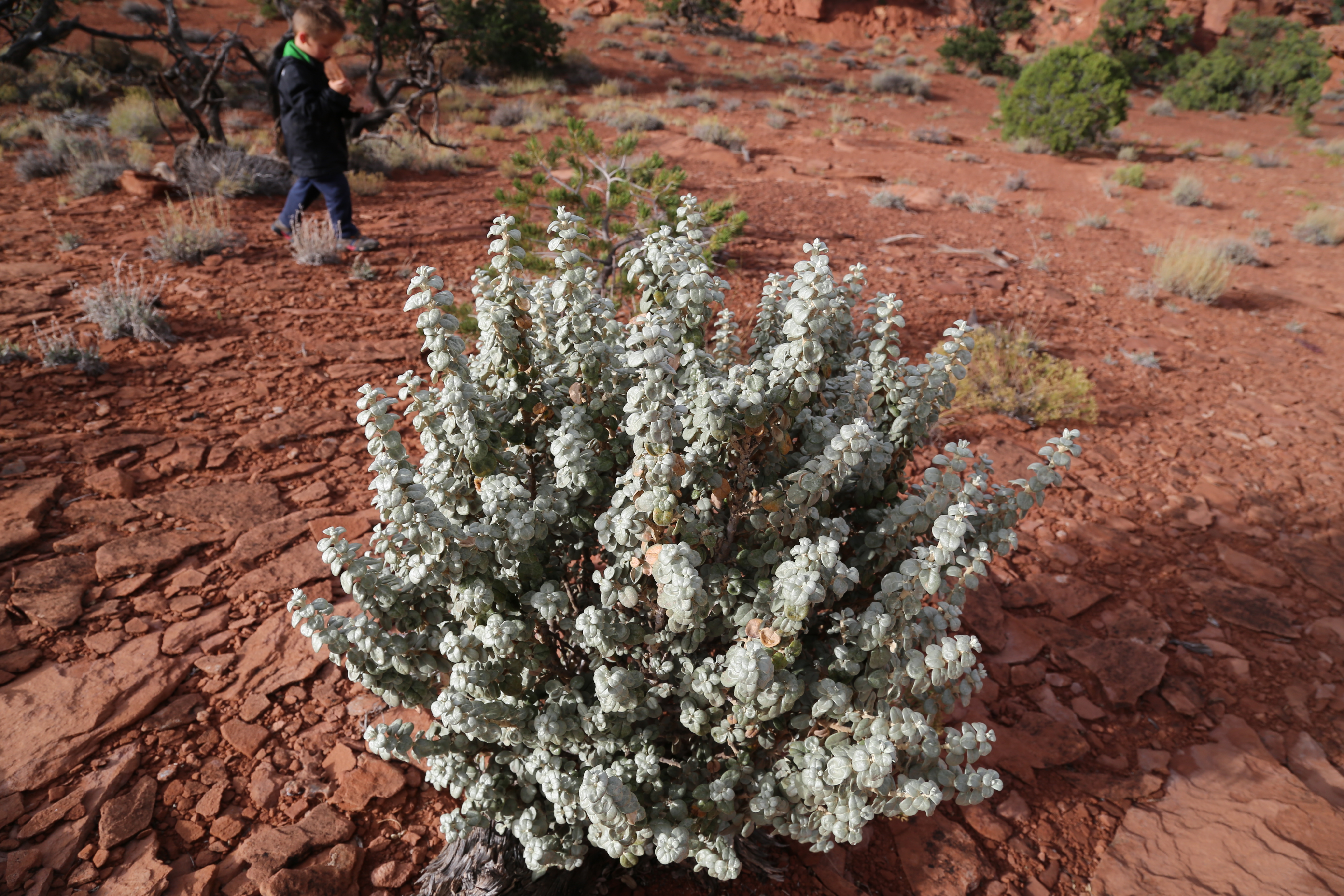 2015 Fall Break - Day 3 - Capitol Reef National Park (Gifford House Pies, Hickman Bridge Arch, Snakes Alive!, Picking Apples in the Fruita Pioneer Orchards, Goosenecks Overlook, Panorama Point), Eating Rattlesnakes at Cafe Diablo (Torrey, Utah)