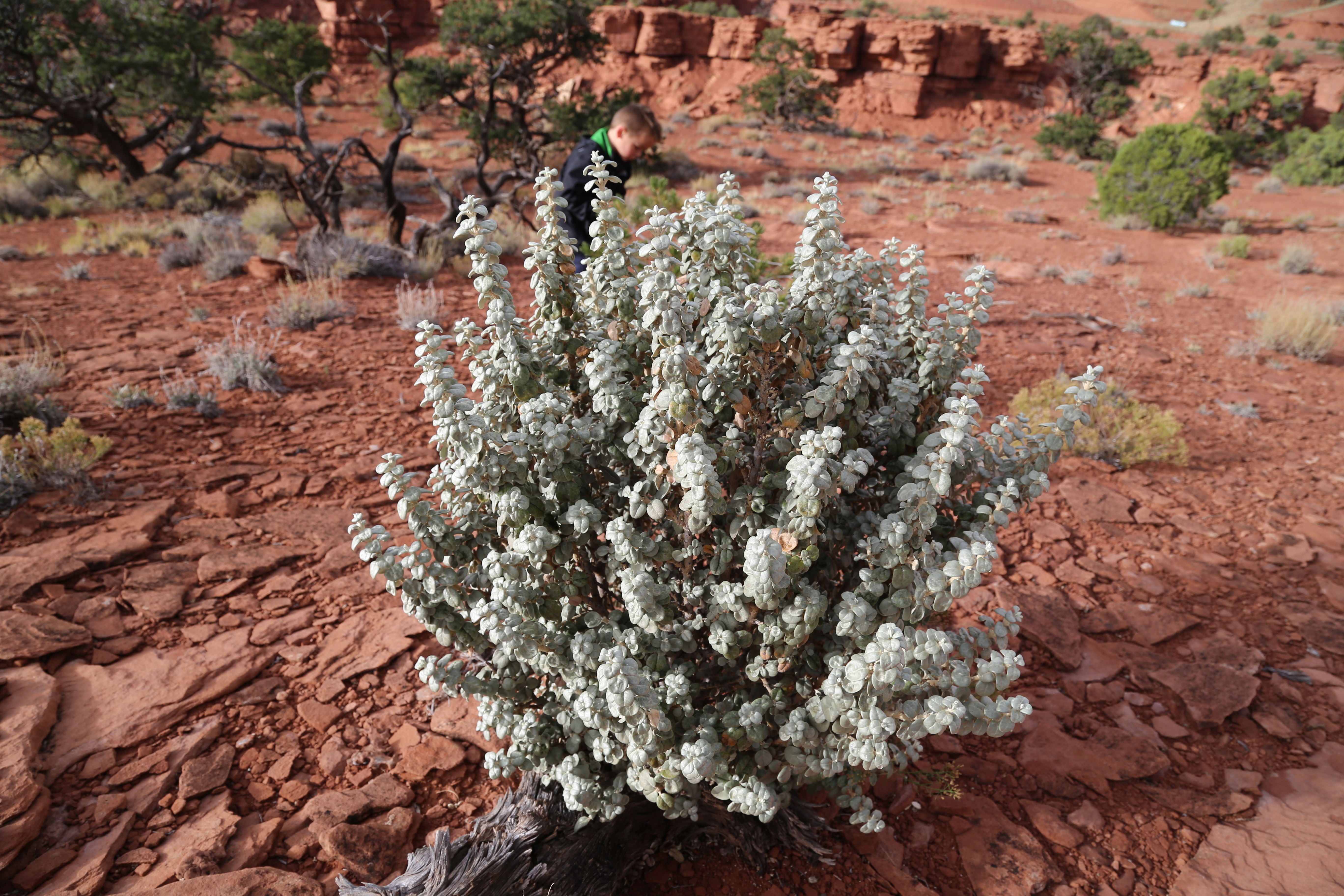 2015 Fall Break - Day 3 - Capitol Reef National Park (Gifford House Pies, Hickman Bridge Arch, Snakes Alive!, Picking Apples in the Fruita Pioneer Orchards, Goosenecks Overlook, Panorama Point), Eating Rattlesnakes at Cafe Diablo (Torrey, Utah)