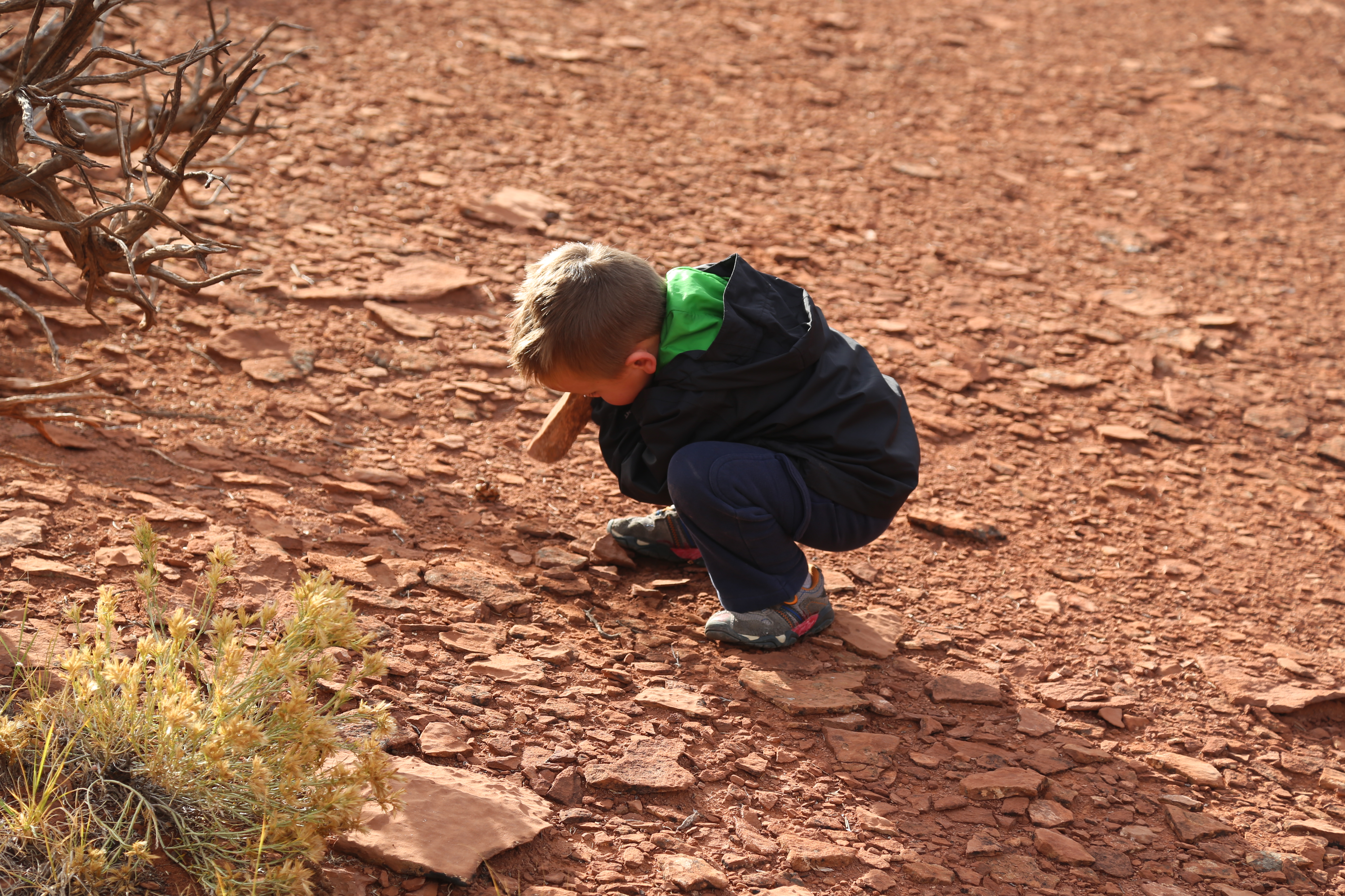 2015 Fall Break - Day 3 - Capitol Reef National Park (Gifford House Pies, Hickman Bridge Arch, Snakes Alive!, Picking Apples in the Fruita Pioneer Orchards, Goosenecks Overlook, Panorama Point), Eating Rattlesnakes at Cafe Diablo (Torrey, Utah)