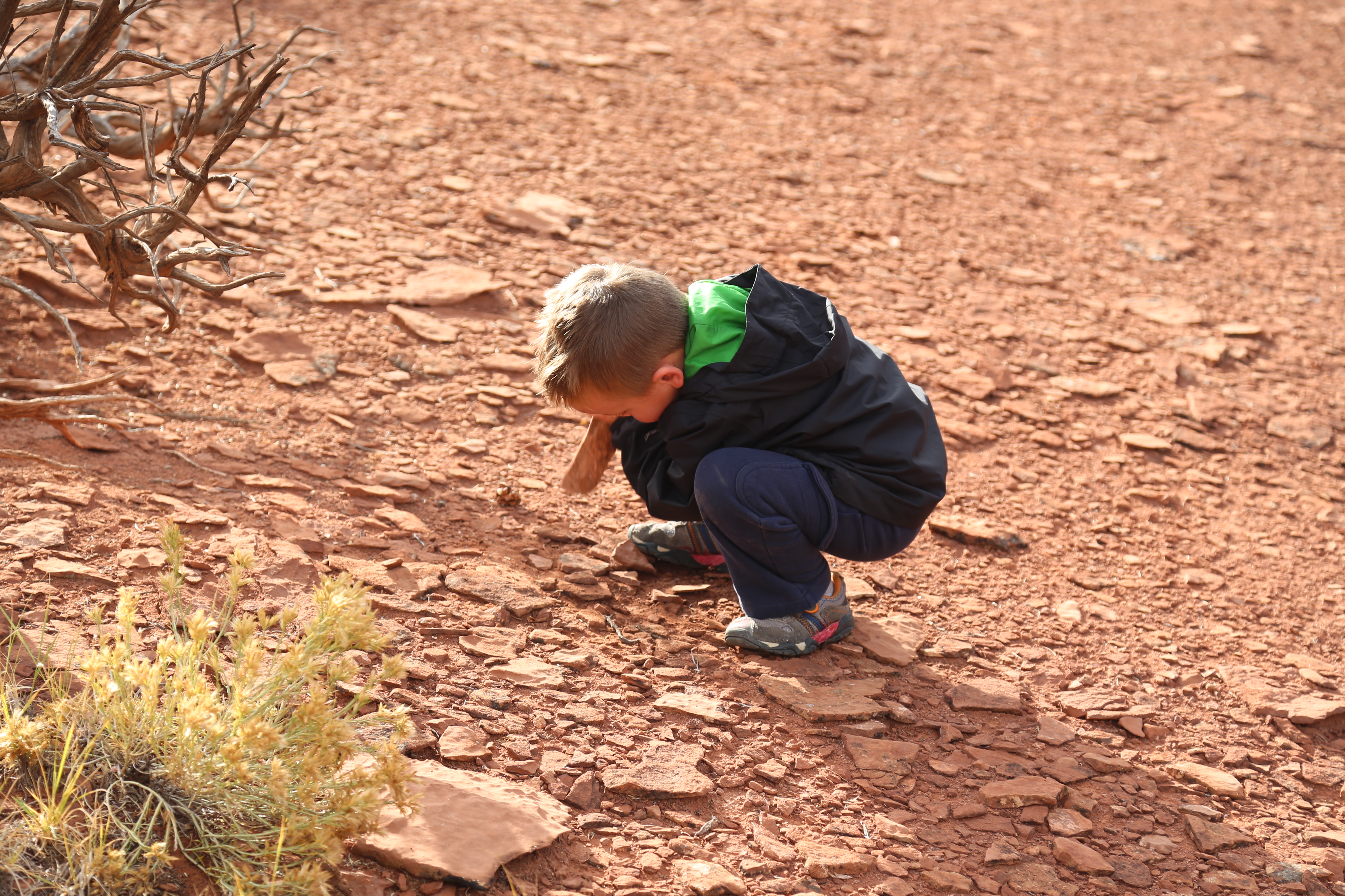 2015 Fall Break - Day 3 - Capitol Reef National Park (Gifford House Pies, Hickman Bridge Arch, Snakes Alive!, Picking Apples in the Fruita Pioneer Orchards, Goosenecks Overlook, Panorama Point), Eating Rattlesnakes at Cafe Diablo (Torrey, Utah)