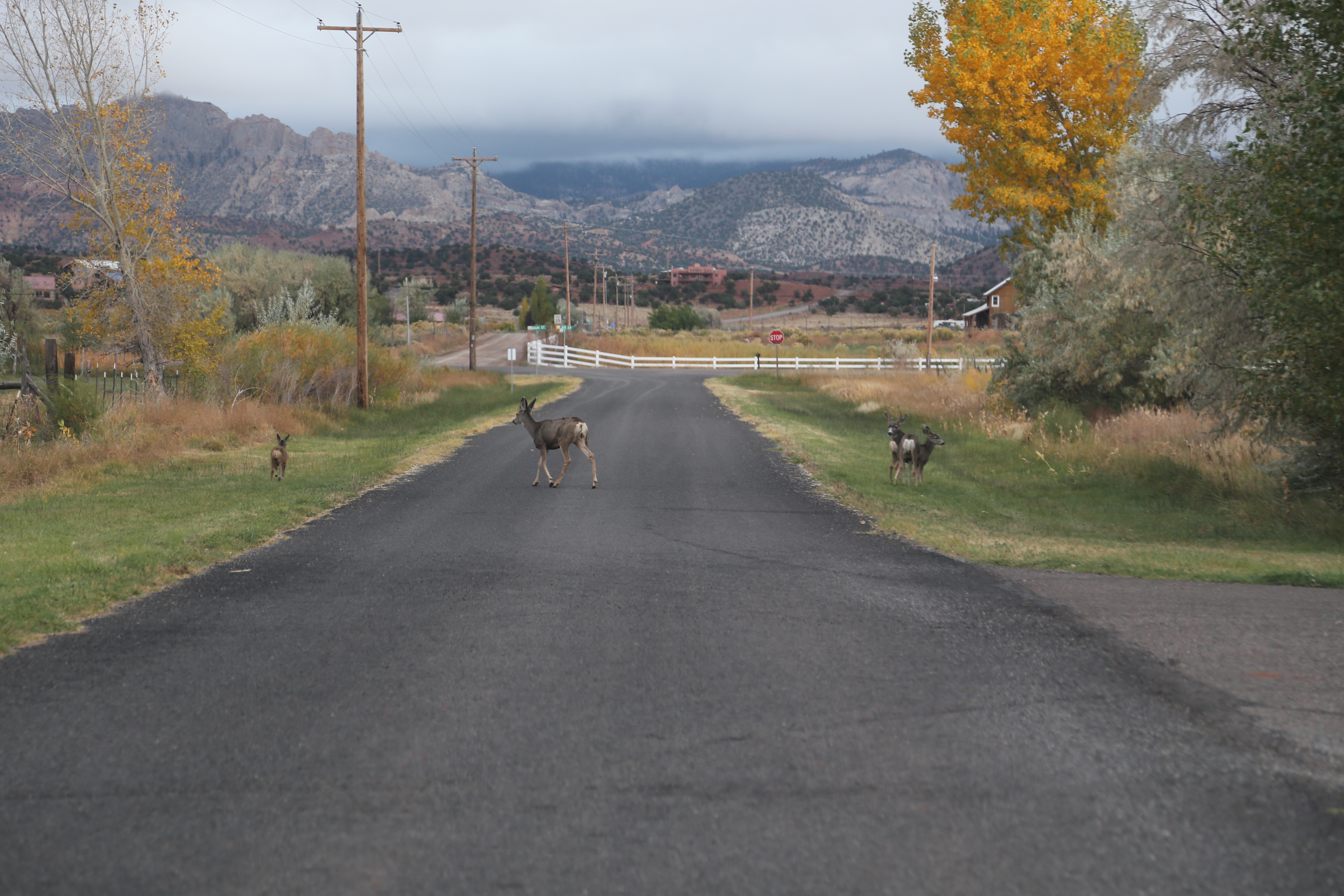 2015 Fall Break - Day 3 - Capitol Reef National Park (Gifford House Pies, Hickman Bridge Arch, Snakes Alive!, Picking Apples in the Fruita Pioneer Orchards, Goosenecks Overlook, Panorama Point), Eating Rattlesnakes at Cafe Diablo (Torrey, Utah)