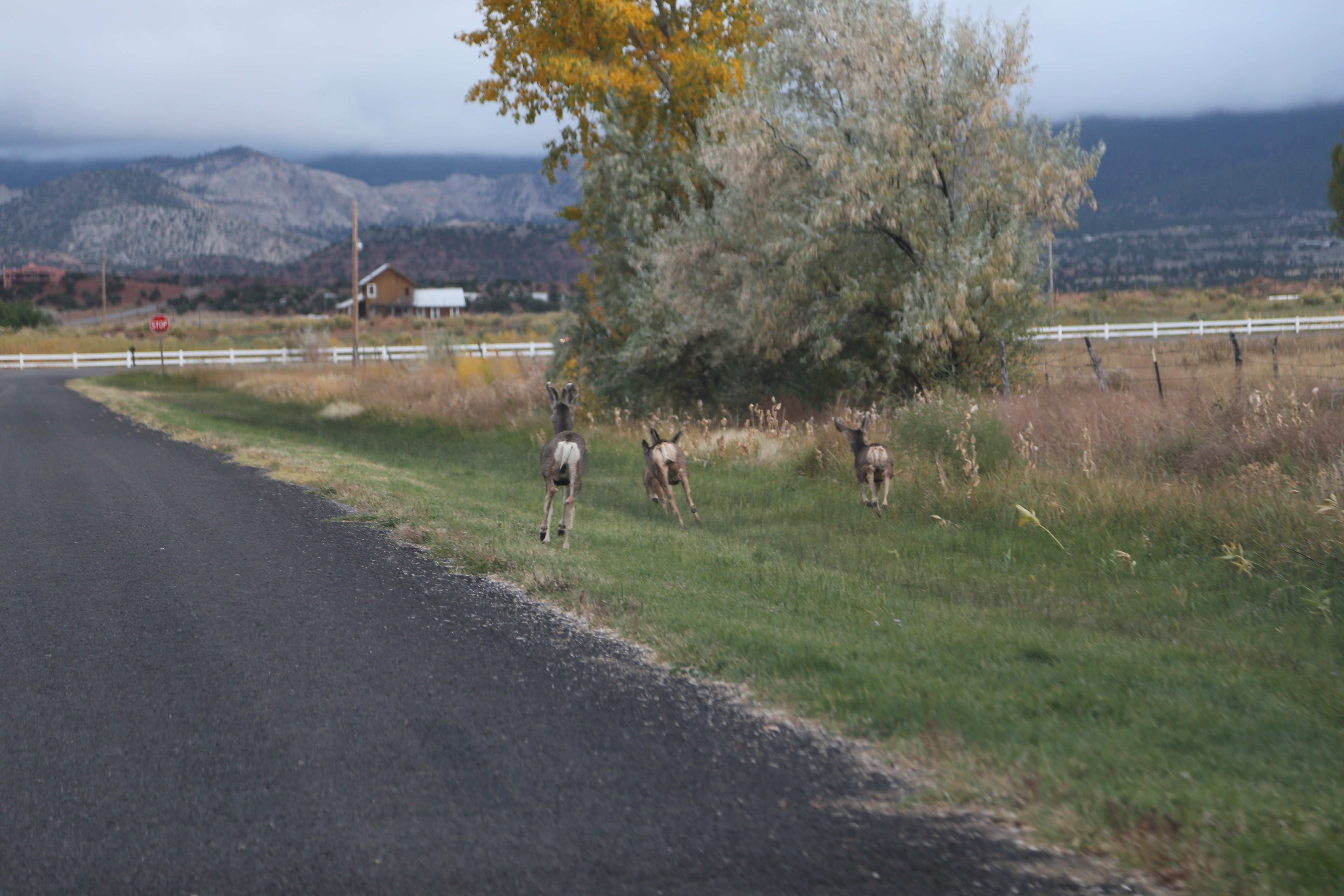 2015 Fall Break - Day 3 - Capitol Reef National Park (Gifford House Pies, Hickman Bridge Arch, Snakes Alive!, Picking Apples in the Fruita Pioneer Orchards, Goosenecks Overlook, Panorama Point), Eating Rattlesnakes at Cafe Diablo (Torrey, Utah)