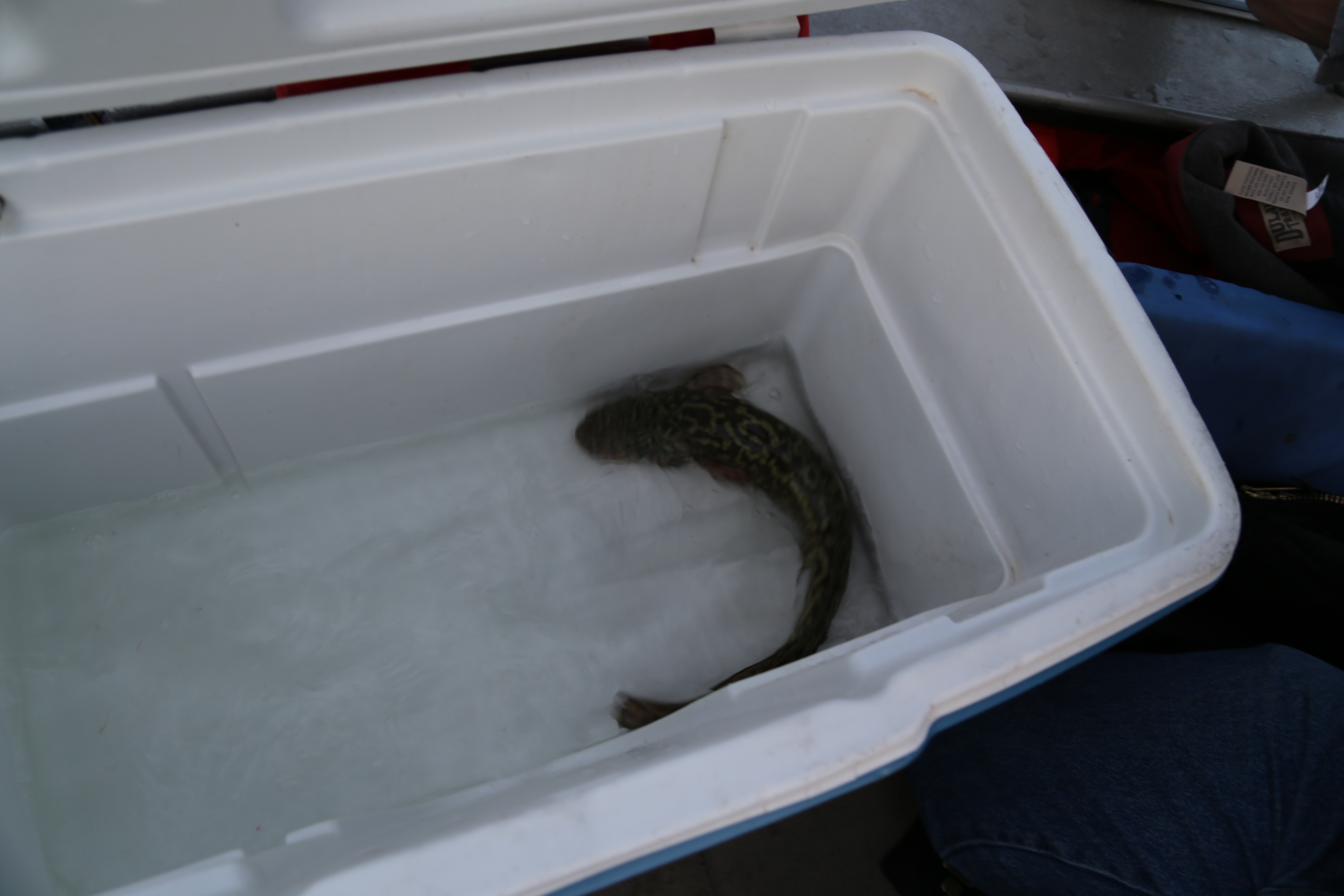 2015 Flaming Gorge Fishing Trip (Manila, Utah)