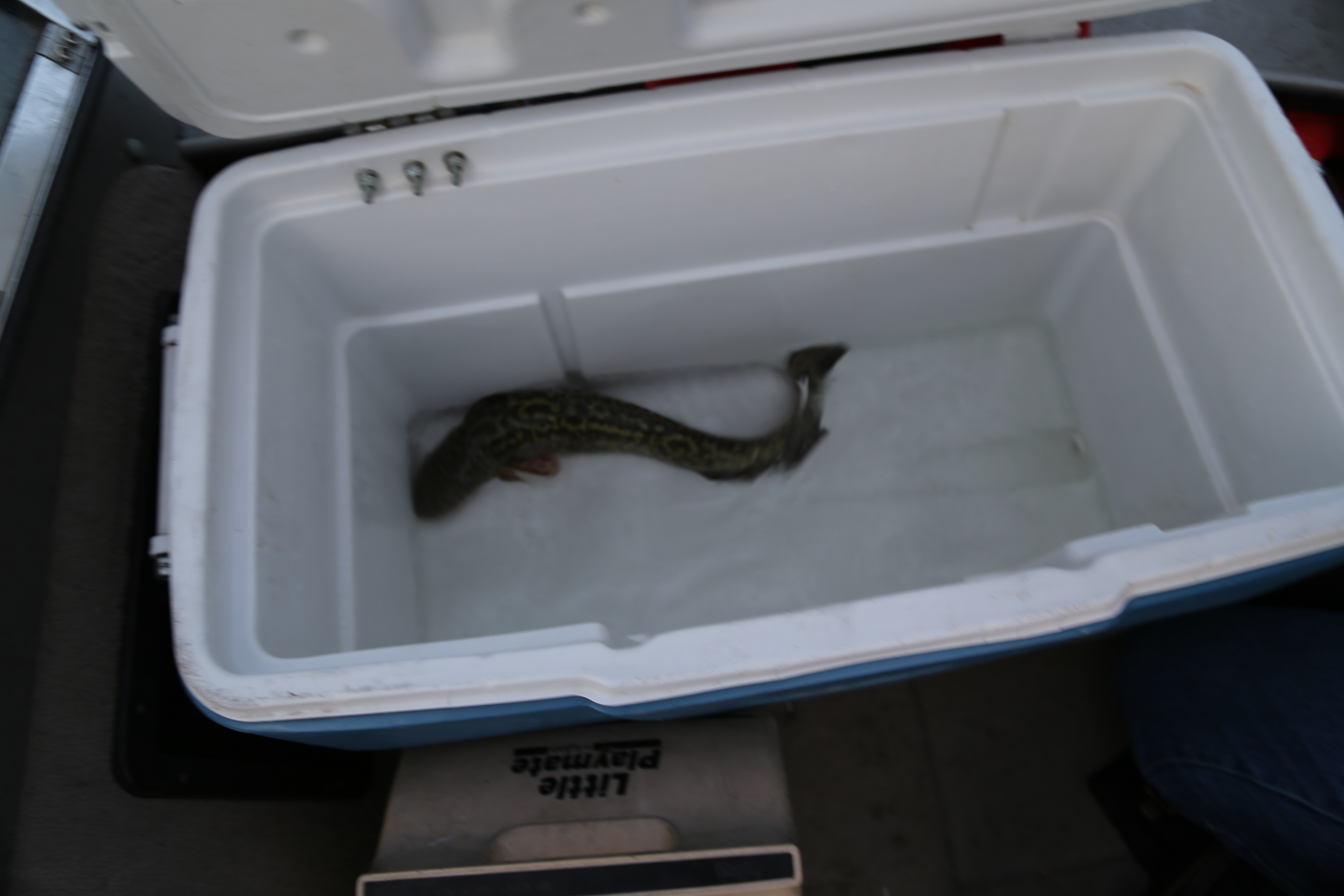 2015 Flaming Gorge Fishing Trip (Manila, Utah)