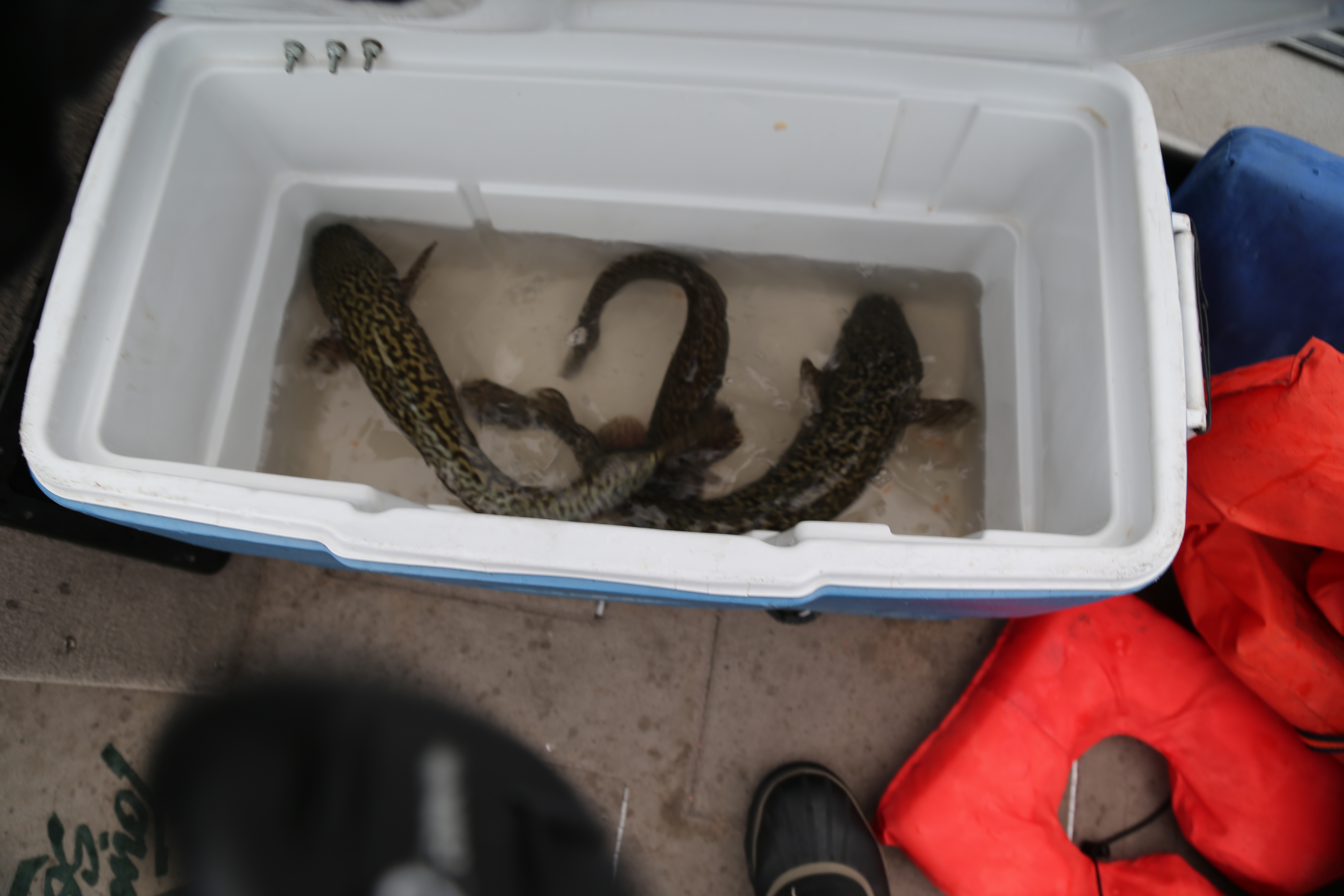 2015 Flaming Gorge Fishing Trip (Manila, Utah)