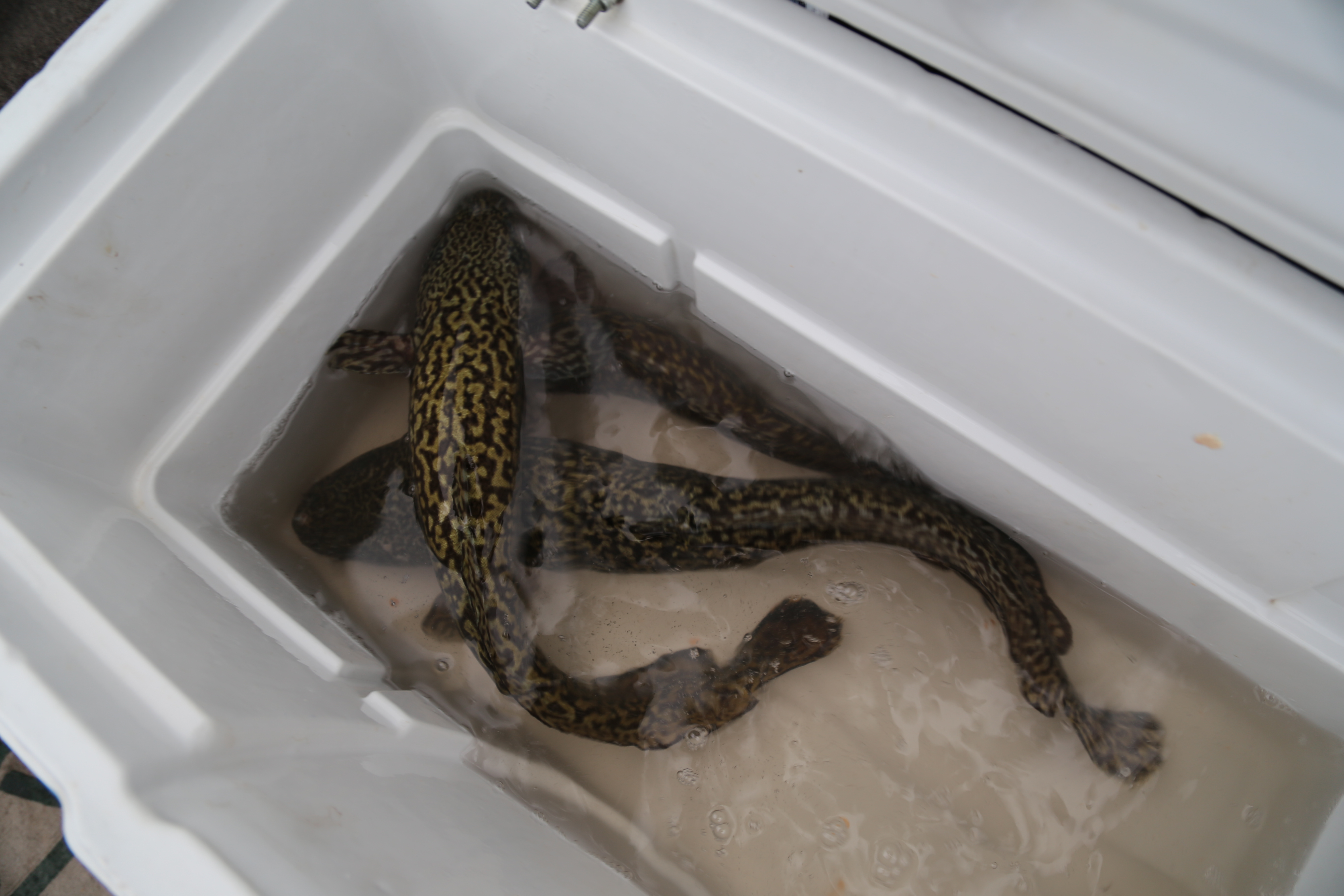 2015 Flaming Gorge Fishing Trip (Manila, Utah)