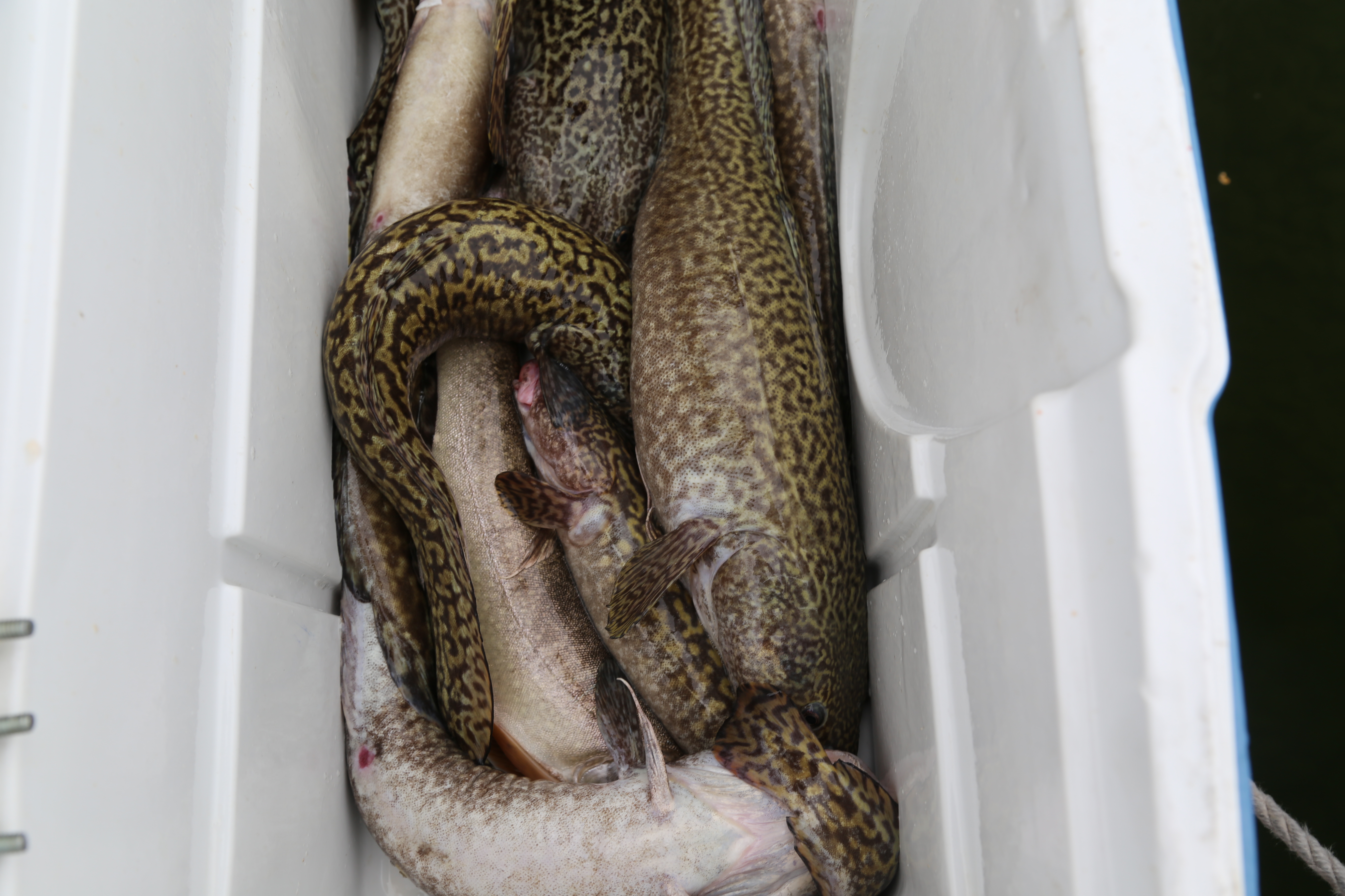 2015 Flaming Gorge Fishing Trip (Manila, Utah)