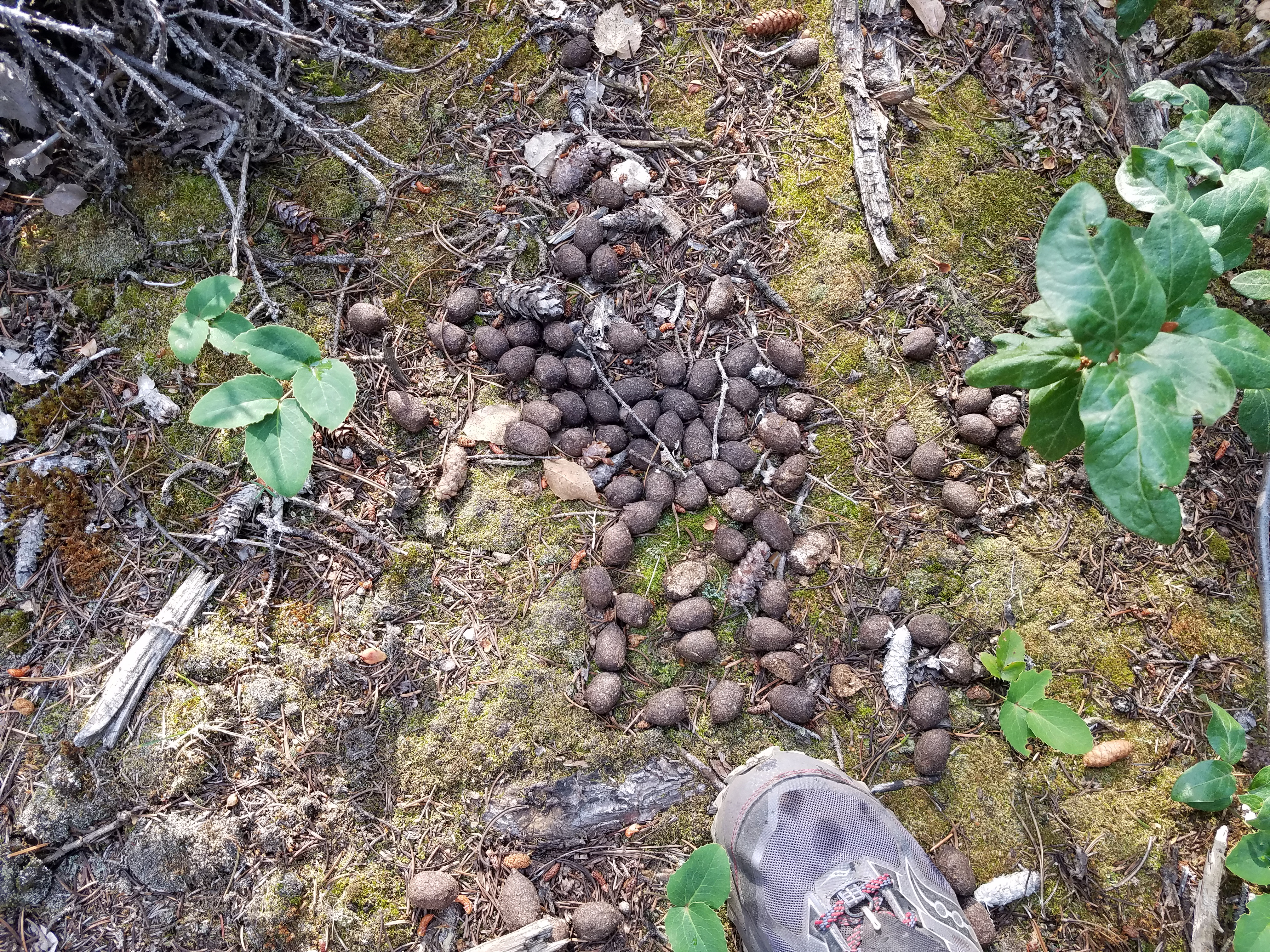 2017 Wind River Trip - Day 2 - Boulder Lake to Mt. Victor Basecamp (17.53 Miles, 4003 ft. Climb) (Wind River Range, Wyoming) 