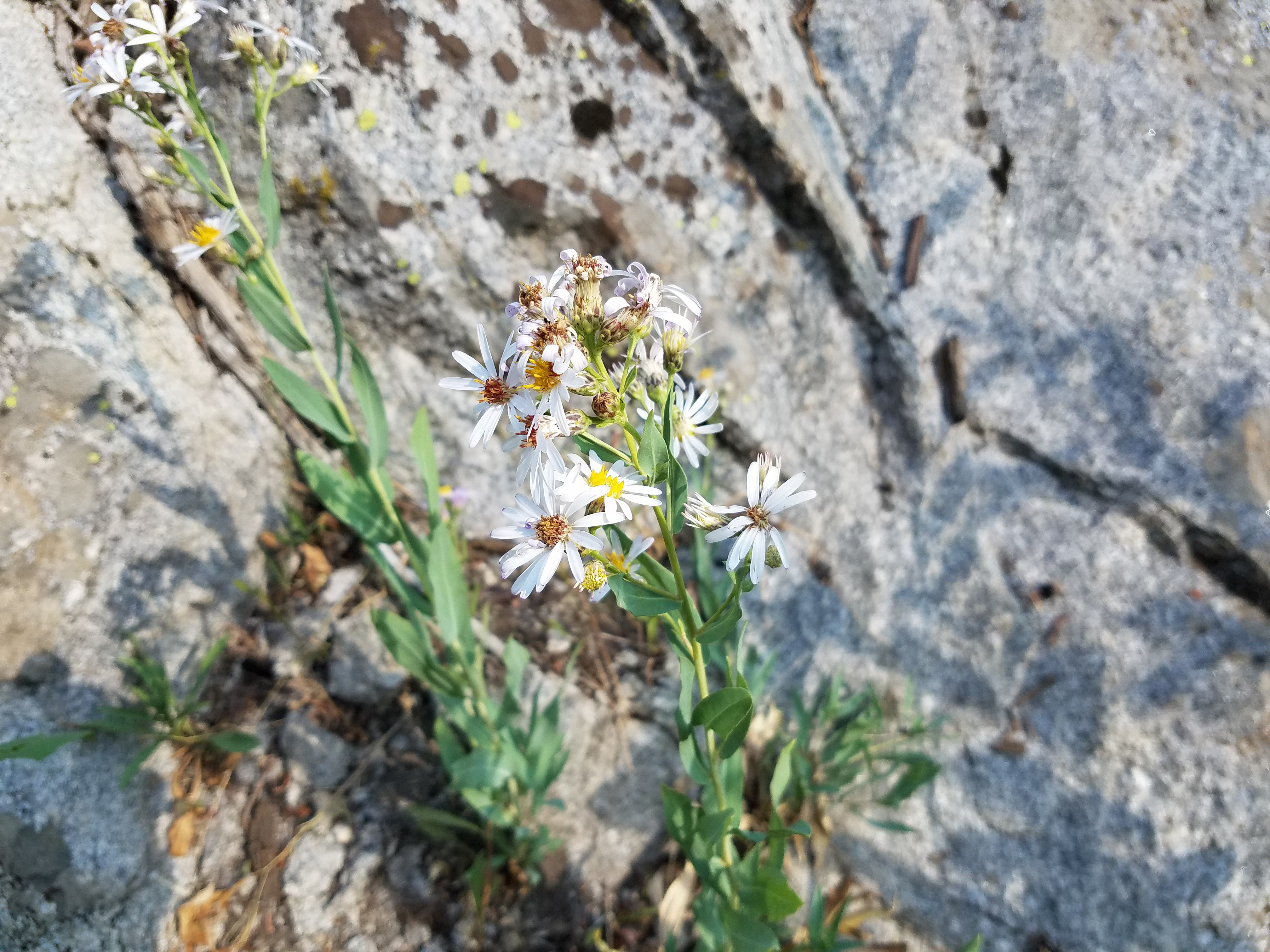 2017 Wind River Trip - Day 2 - Boulder Lake to Mt. Victor Basecamp (17.53 Miles, 4003 ft. Climb) (Wind River Range, Wyoming) 