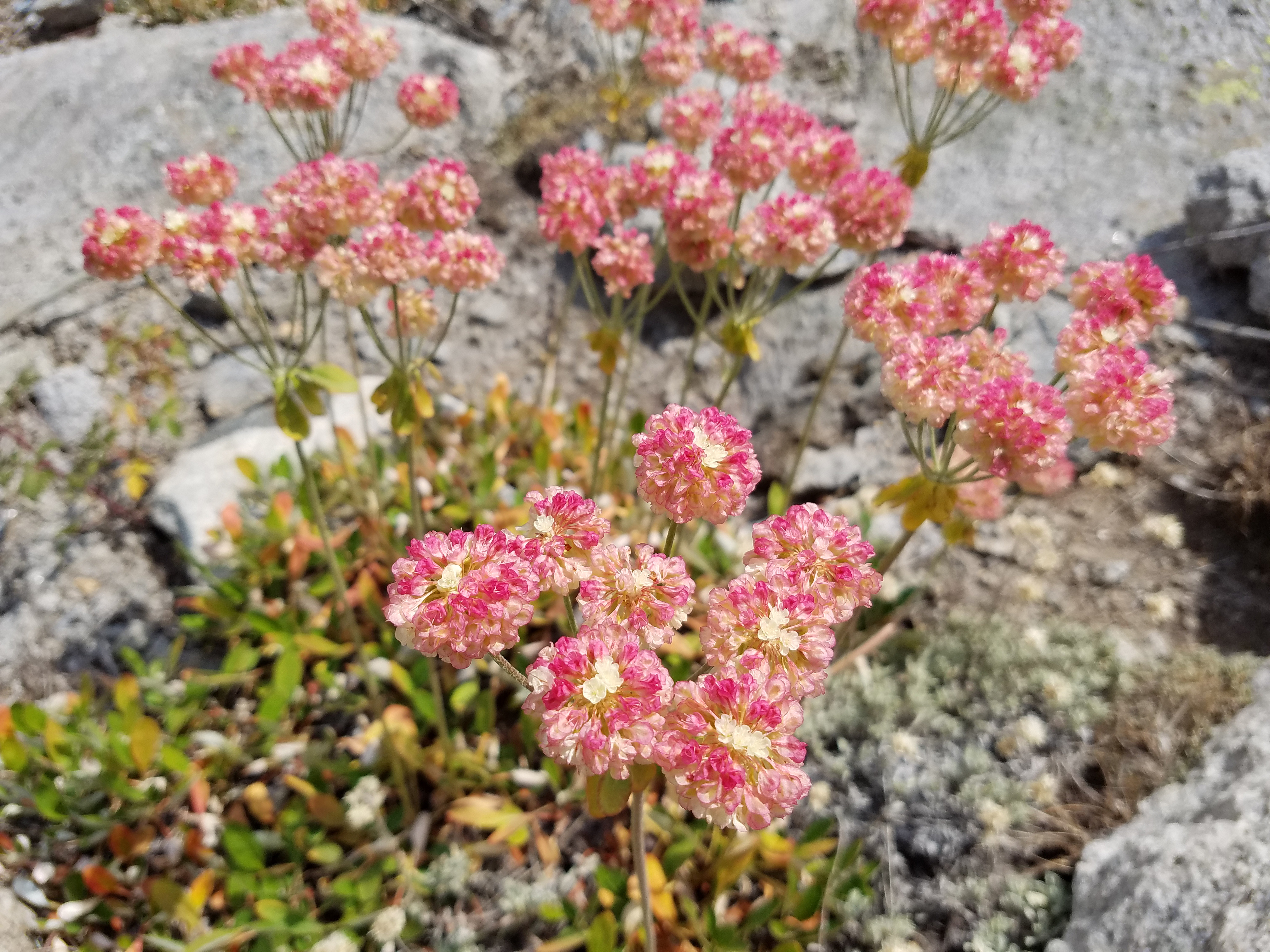 2017 Wind River Trip - Day 2 - Boulder Lake to Mt. Victor Basecamp (17.53 Miles, 4003 ft. Climb) (Wind River Range, Wyoming) 