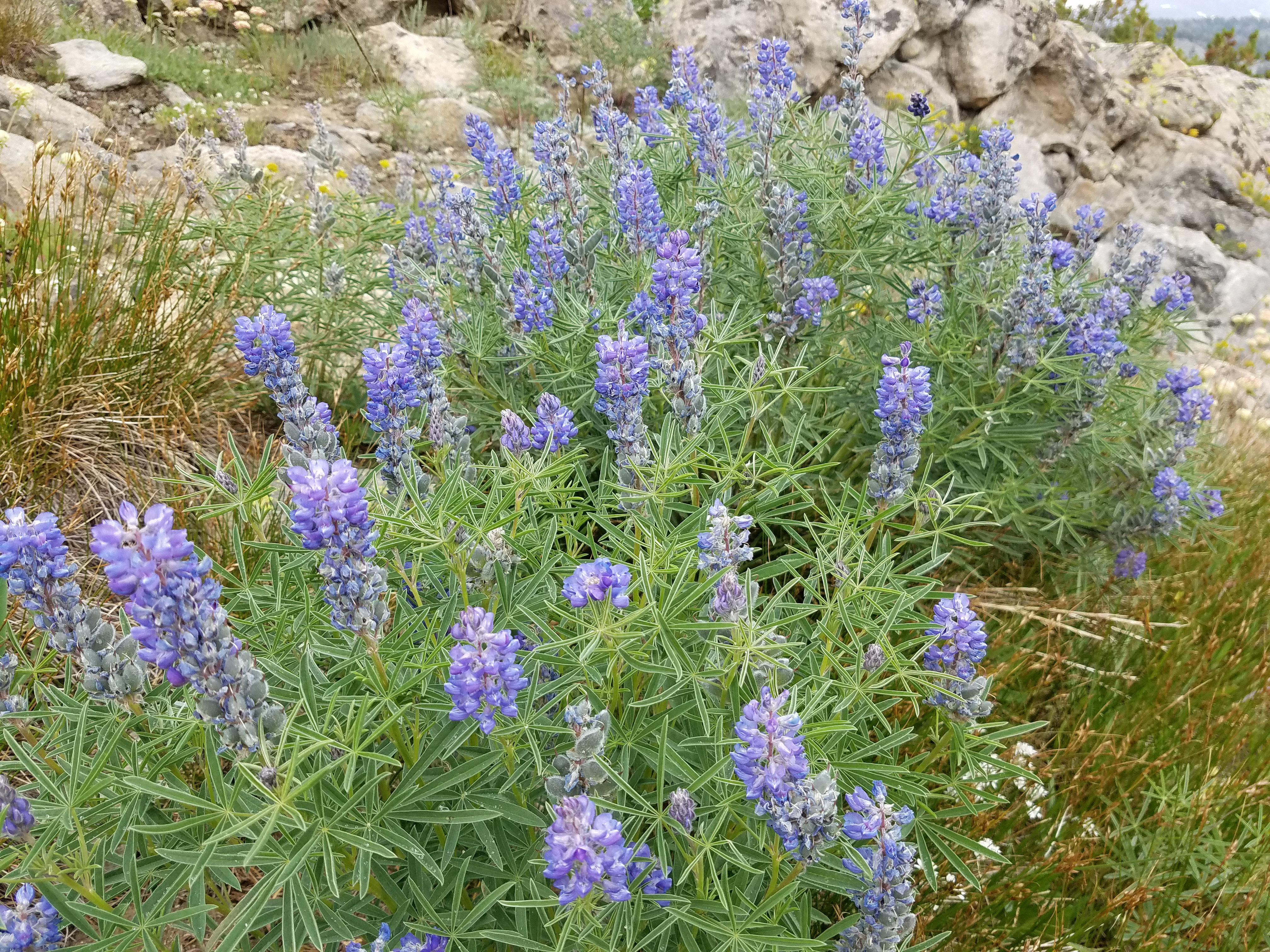 2017 Wind River Trip - Day 2 - Boulder Lake to Mt. Victor Basecamp (17.53 Miles, 4003 ft. Climb) (Wind River Range, Wyoming) 