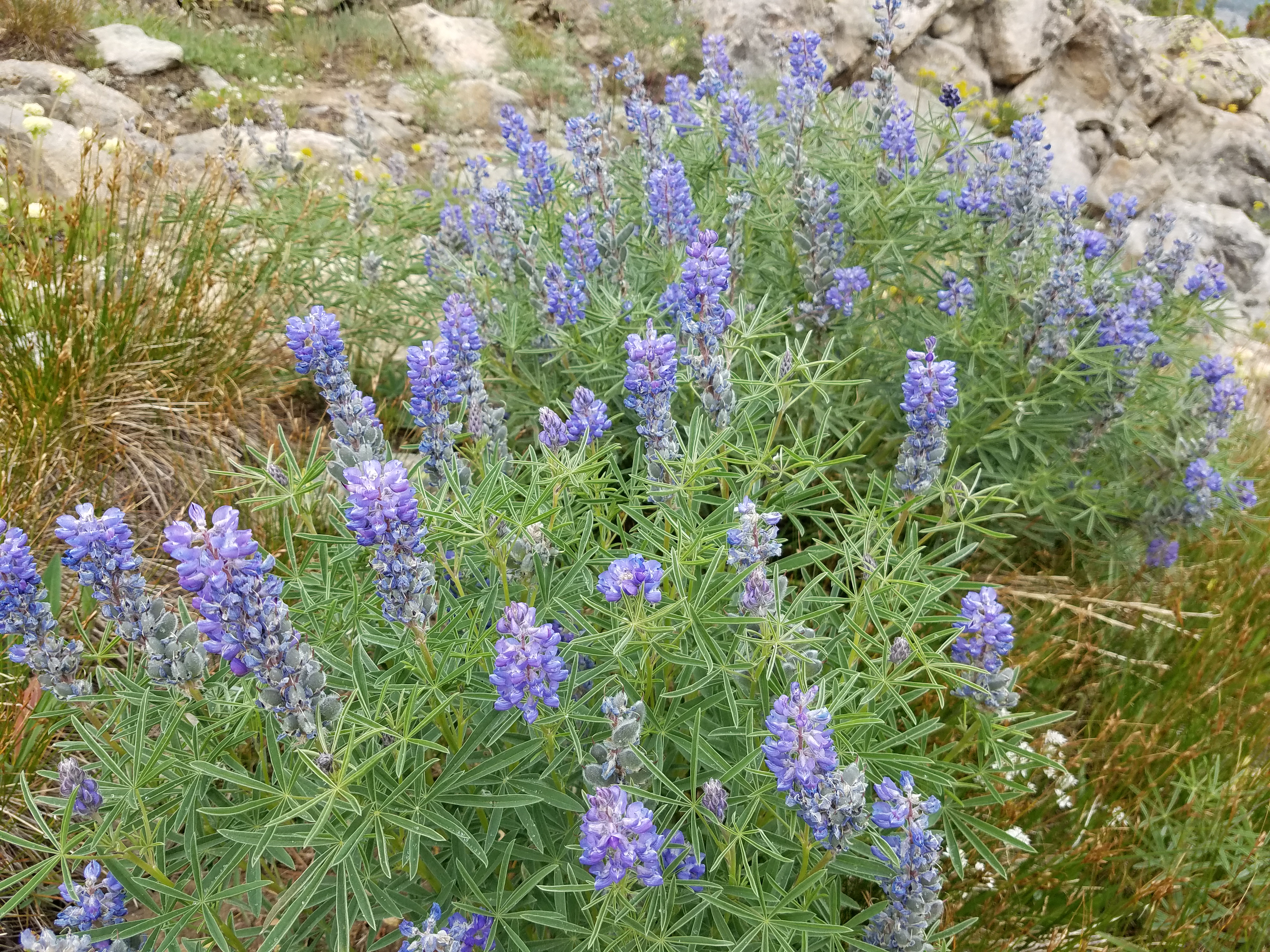 2017 Wind River Trip - Day 2 - Boulder Lake to Mt. Victor Basecamp (17.53 Miles, 4003 ft. Climb) (Wind River Range, Wyoming) 