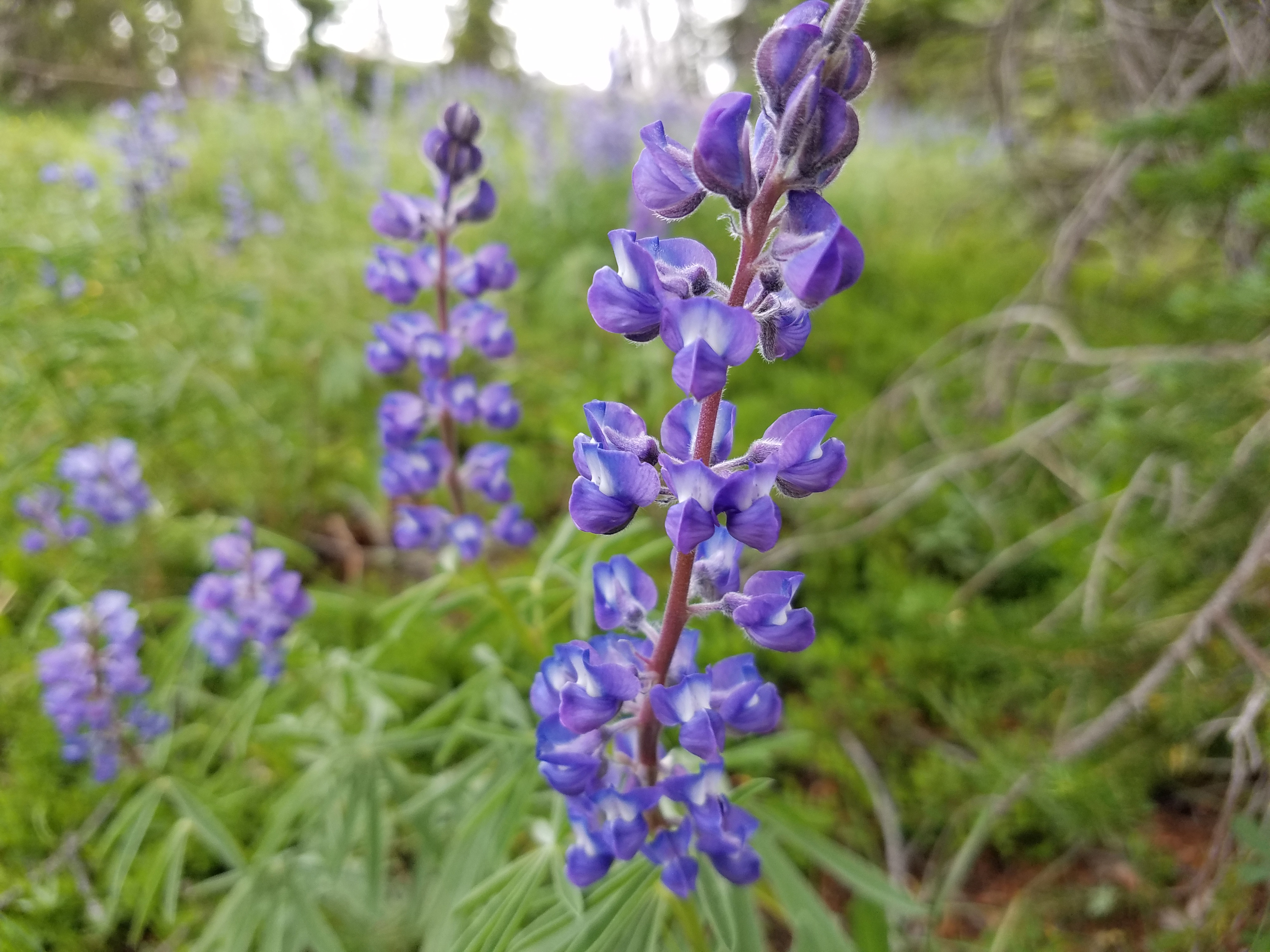 2017 Wind River Trip - Day 2 - Boulder Lake to Mt. Victor Basecamp (17.53 Miles, 4003 ft. Climb) (Wind River Range, Wyoming) 