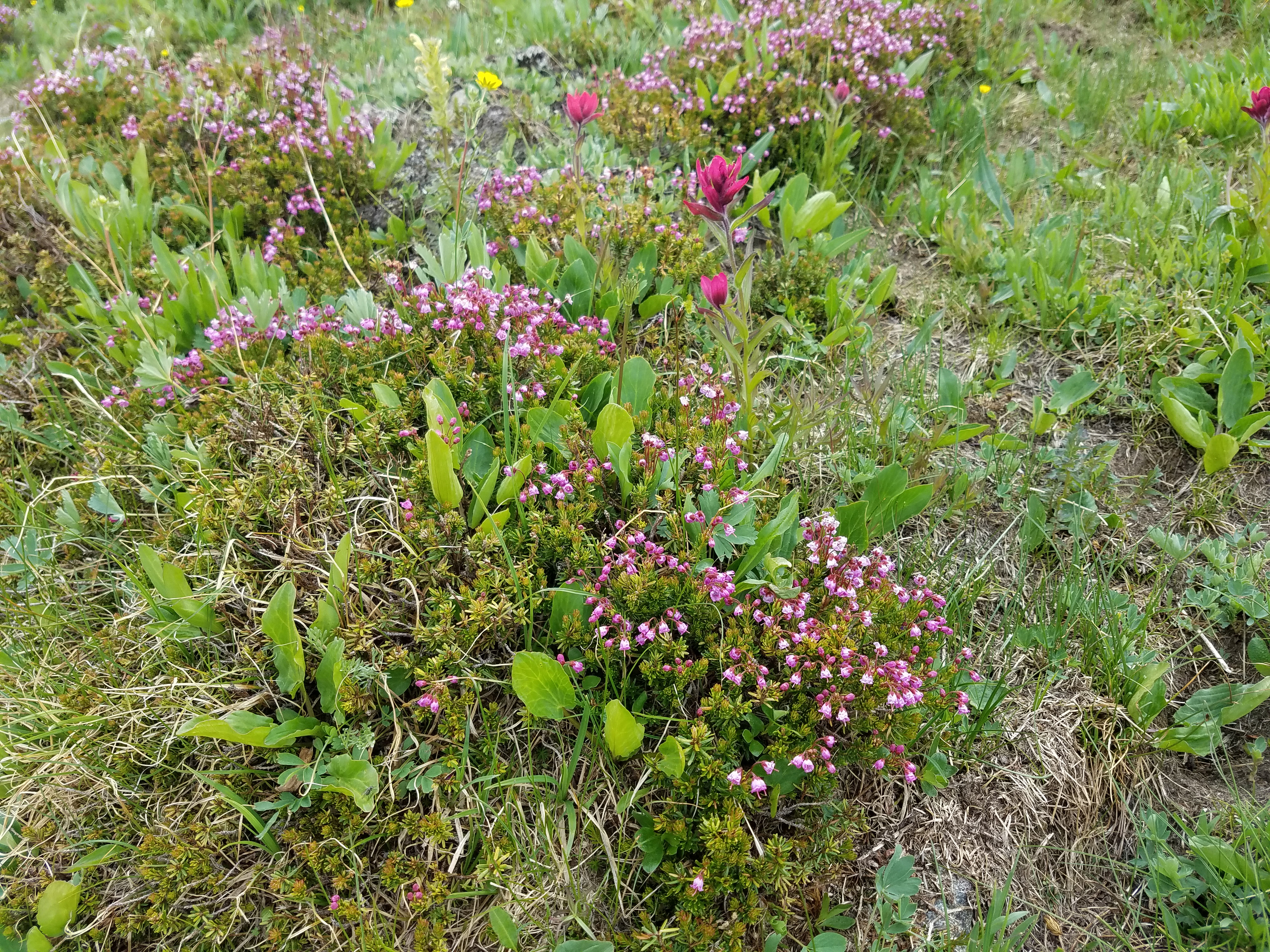 2017 Wind River Trip - Day 6 - Hiking all the way around Mount Victor, Fishing Lake Lyle, Snow Cones, Wildflowers, Rainstorm (Wind River Range, Wyoming)