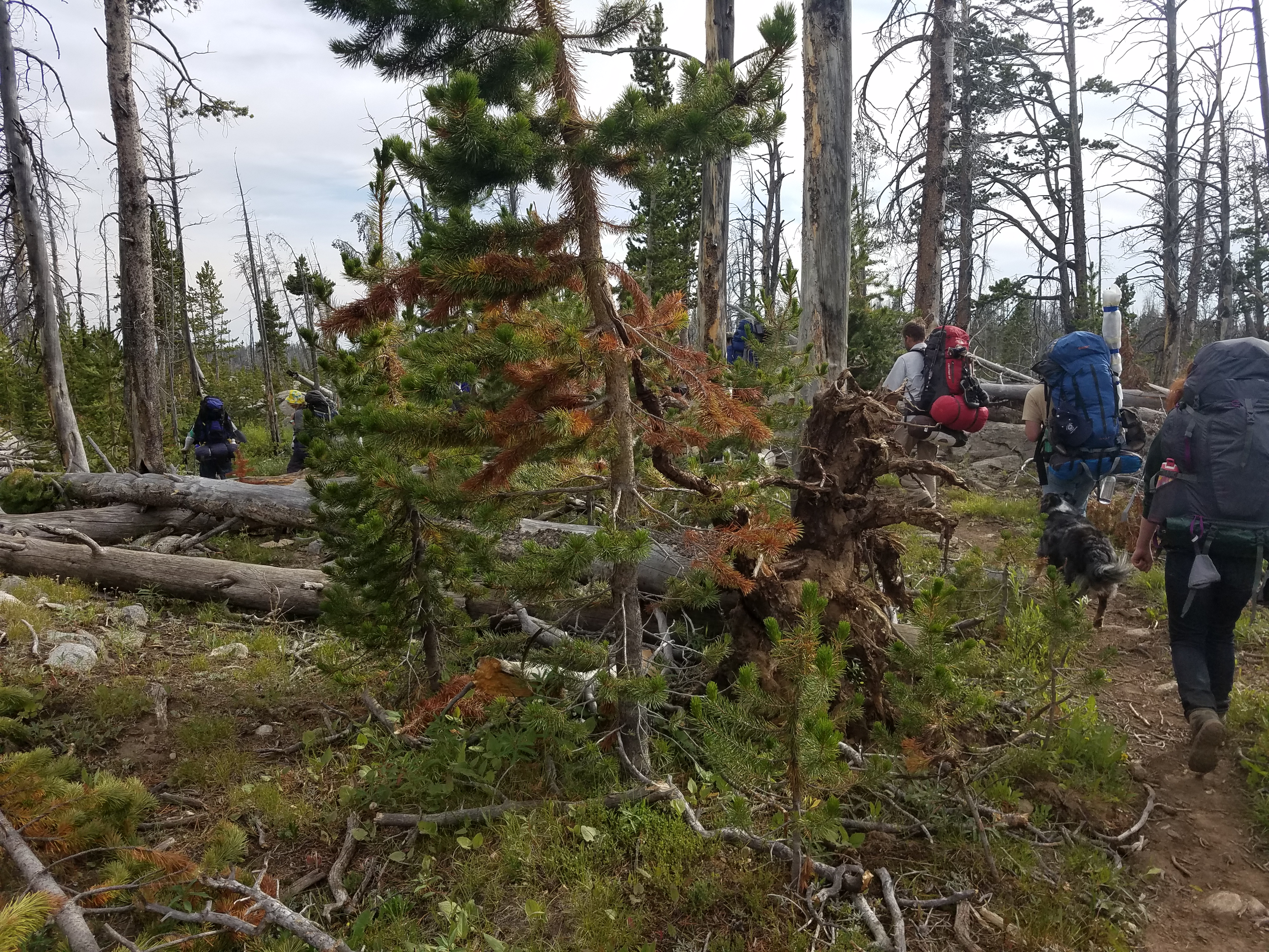 2017 Wind River Trip - Day 7 - Mount Victor Base Camp to Coyote Lake, Zack's Bloody Nose, Old Cabin (Wind River Range, Wyoming)