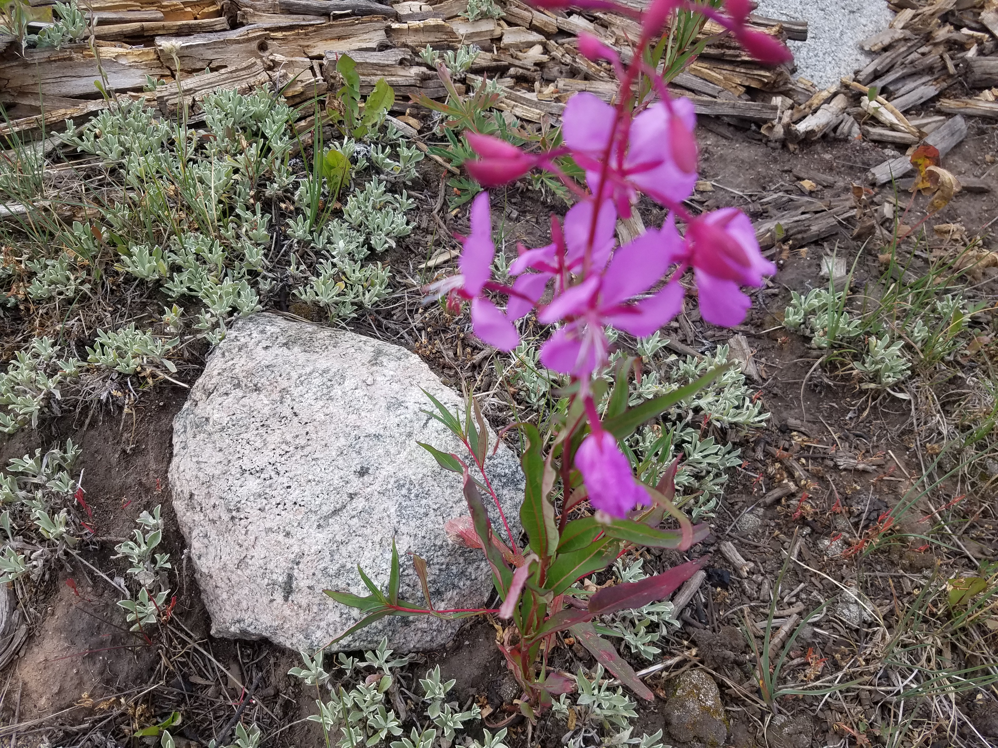 2017 Wind River Trip - Day 7 - Mount Victor Base Camp to Coyote Lake, Zack's Bloody Nose, Old Cabin (Wind River Range, Wyoming)