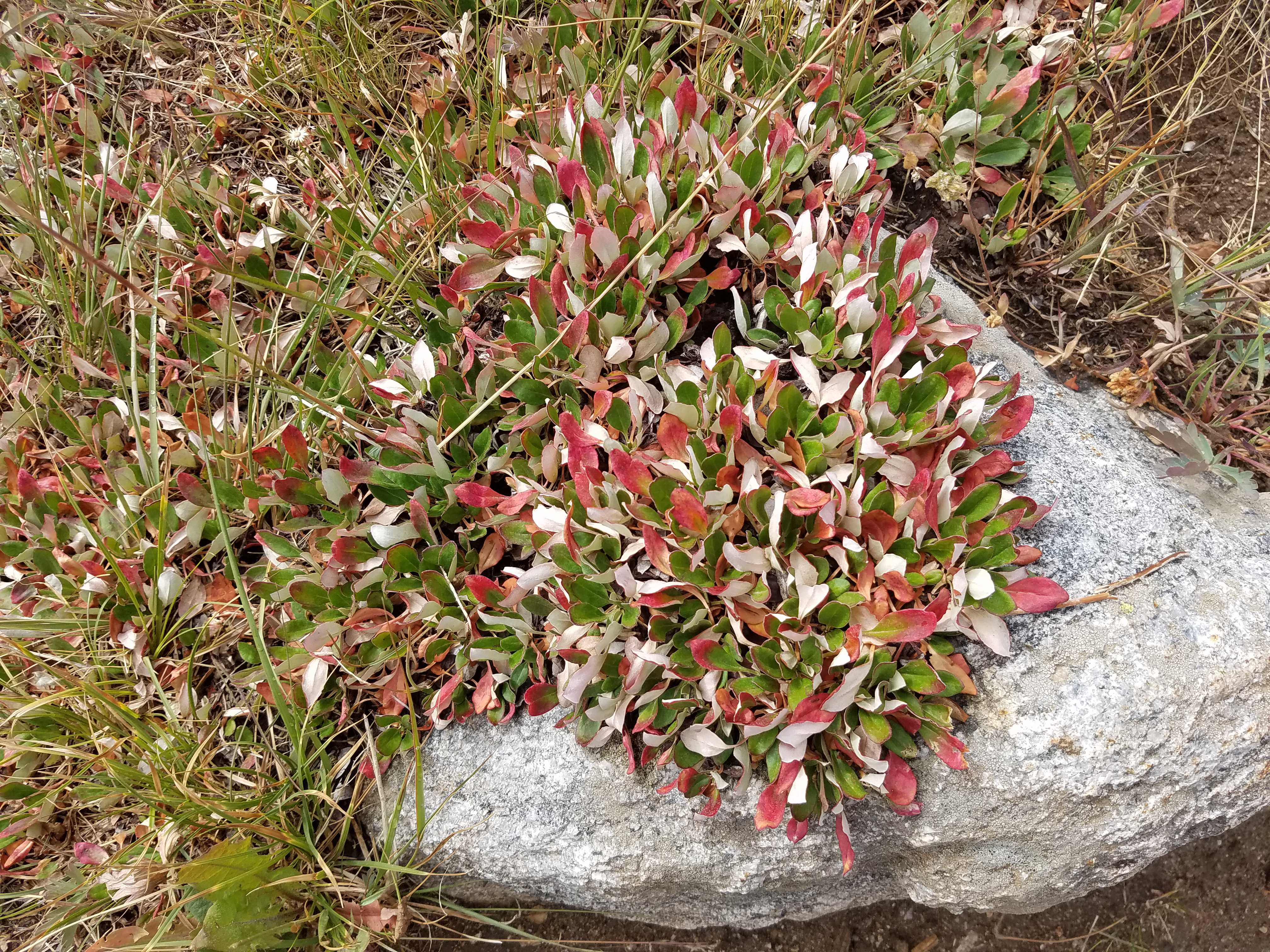 2017 Wind River Trip - Day 8 - Coyote Lake to Boulder Lake, Ethan's Exploding Pillow, Grizzly Bear Challenge, Dead Car Battery & Broken Key, Wind River Brewing Company, Toilet (Wind River Range, Wyoming)