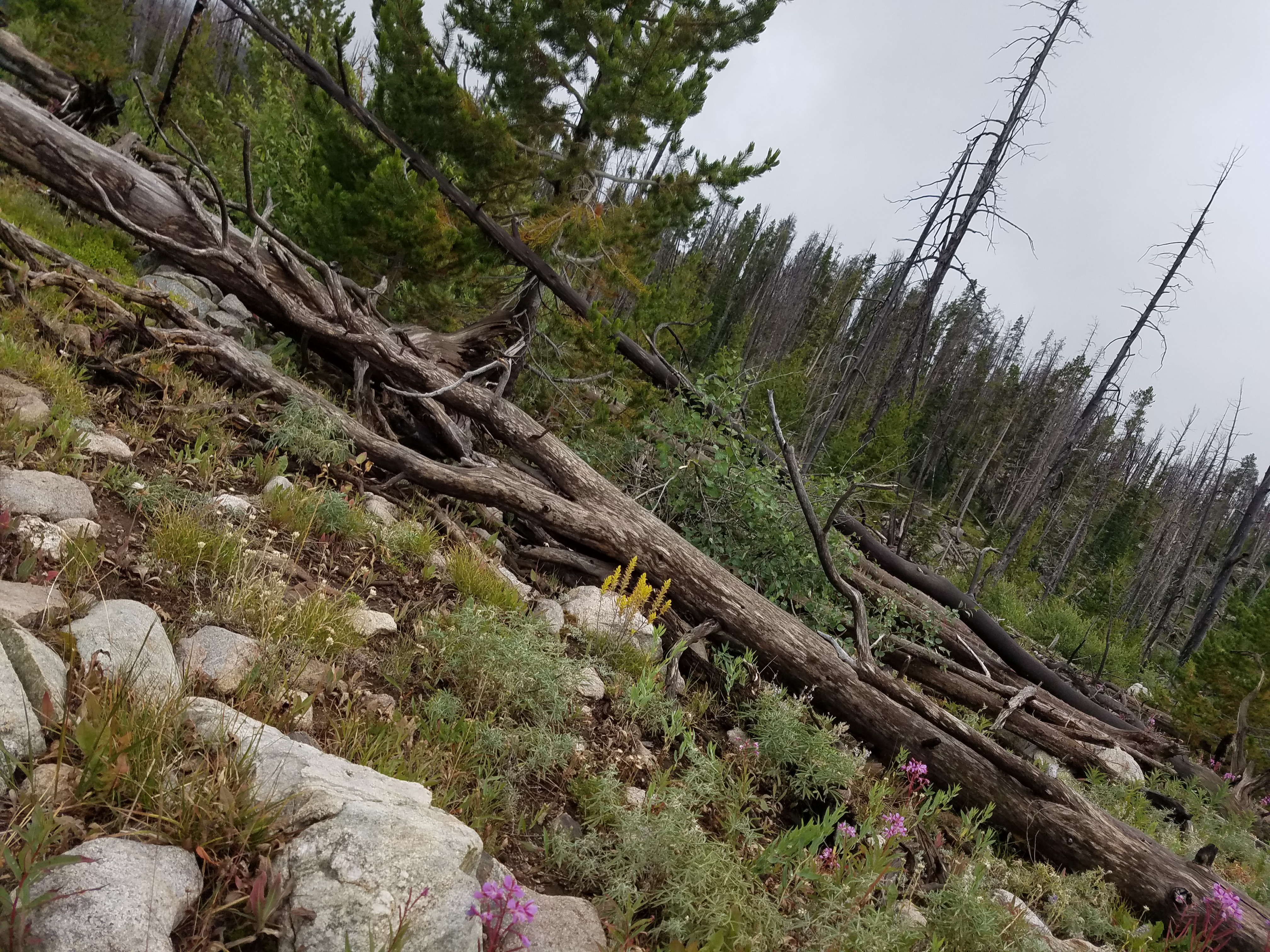 2017 Wind River Trip - Day 8 - Coyote Lake to Boulder Lake, Ethan's Exploding Pillow, Grizzly Bear Challenge, Dead Car Battery & Broken Key, Wind River Brewing Company, Toilet (Wind River Range, Wyoming)