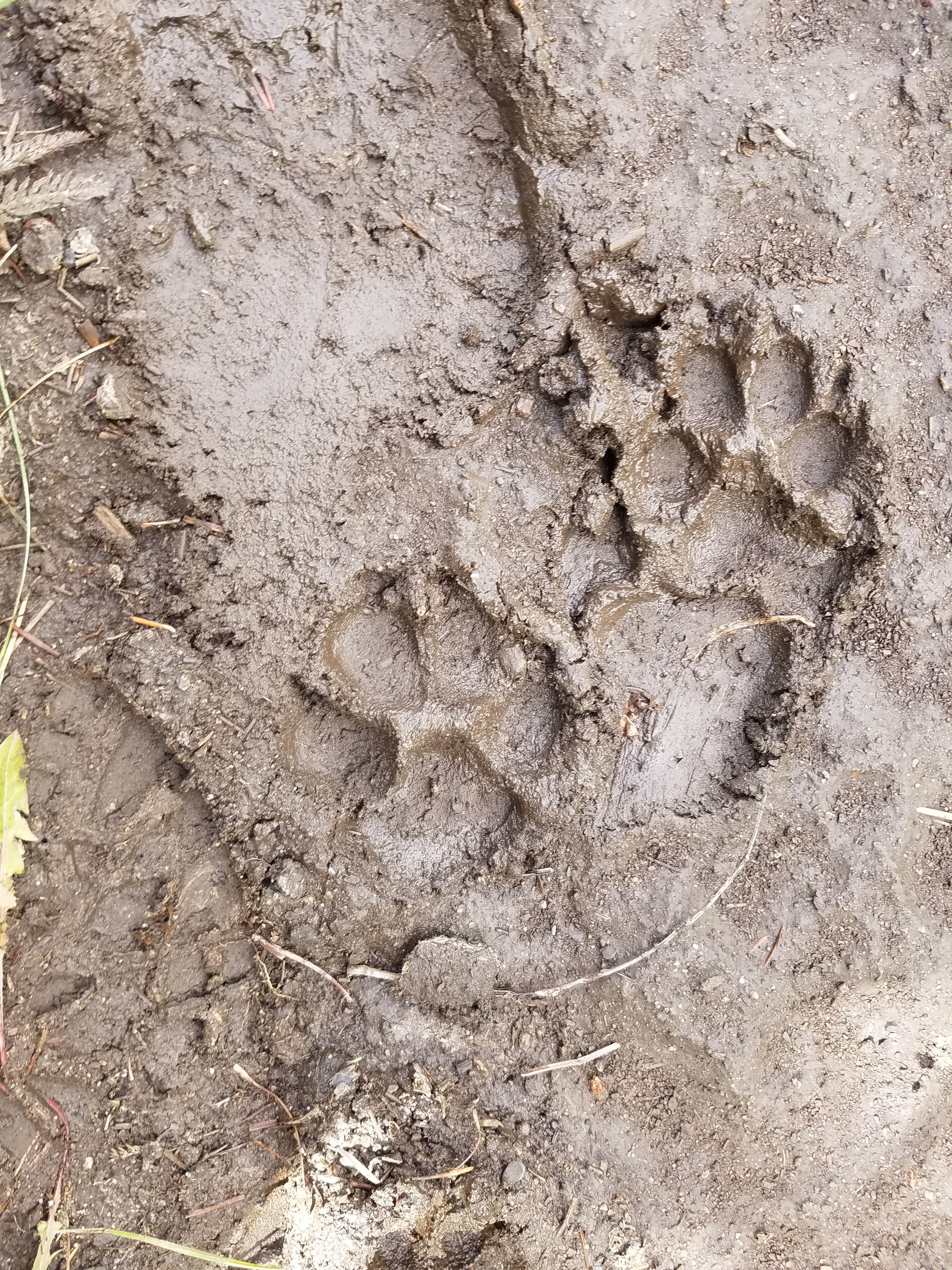 2017 Wind River Trip - Day 8 - Coyote Lake to Boulder Lake, Ethan's Exploding Pillow, Grizzly Bear Challenge, Dead Car Battery & Broken Key, Wind River Brewing Company, Toilet (Wind River Range, Wyoming)