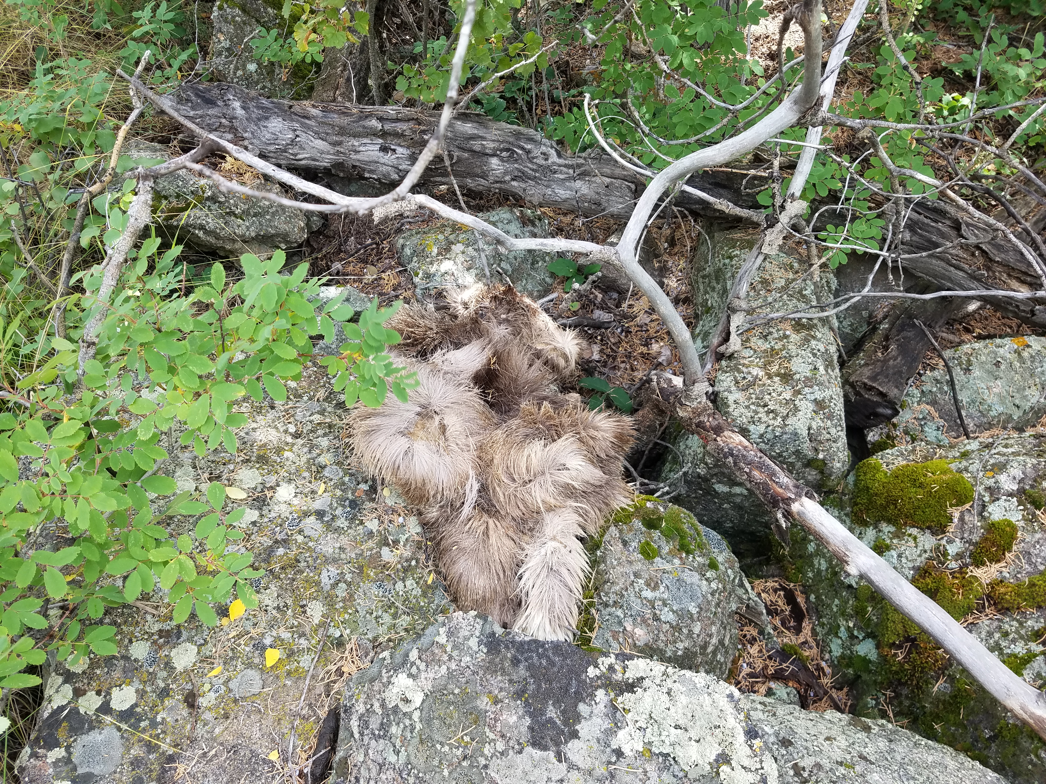 2017 Wind River Trip - Day 8 - Coyote Lake to Boulder Lake, Ethan's Exploding Pillow, Grizzly Bear Challenge, Dead Car Battery & Broken Key, Wind River Brewing Company, Toilet (Wind River Range, Wyoming)