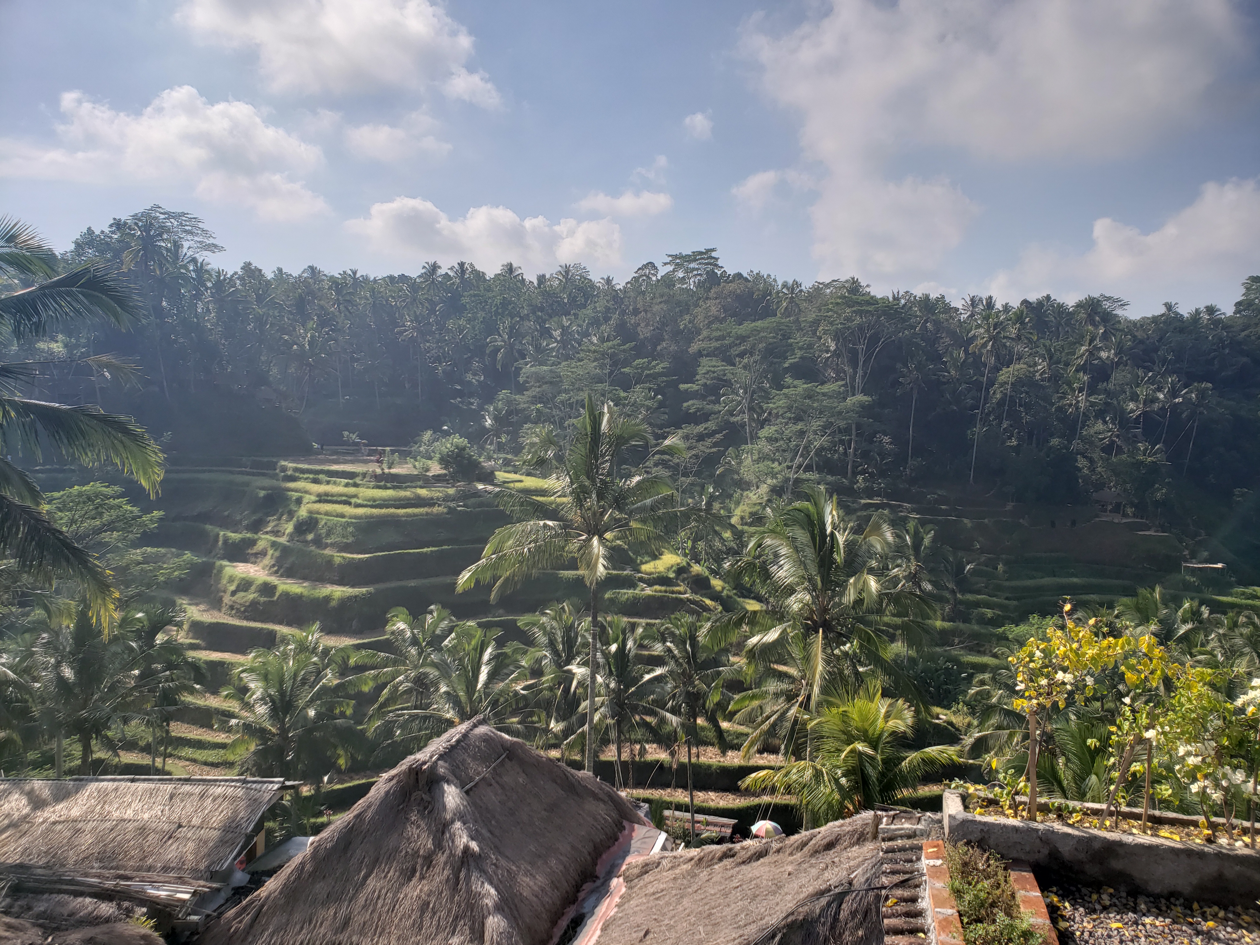 2018 Southeast Asia Trip Day 6 - Ubud, Bali, Indonesia (Mount Agung Volcano in Distance, Tegallalang Rice Terraces, Tirta Empul (Hindu Balinese Water Temple), Wearing Sarongs, Satria Agrowisata Coffee Plantation, Civet Cat Poop, Tibumana Waterfall)