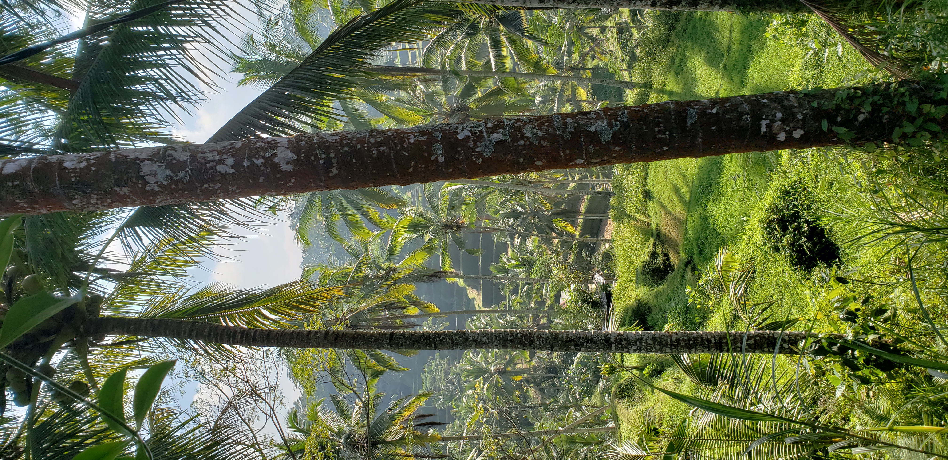 2018 Southeast Asia Trip Day 6 - Ubud, Bali, Indonesia (Mount Agung Volcano in Distance, Tegallalang Rice Terraces, Tirta Empul (Hindu Balinese Water Temple), Wearing Sarongs, Satria Agrowisata Coffee Plantation, Civet Cat Poop, Tibumana Waterfall)