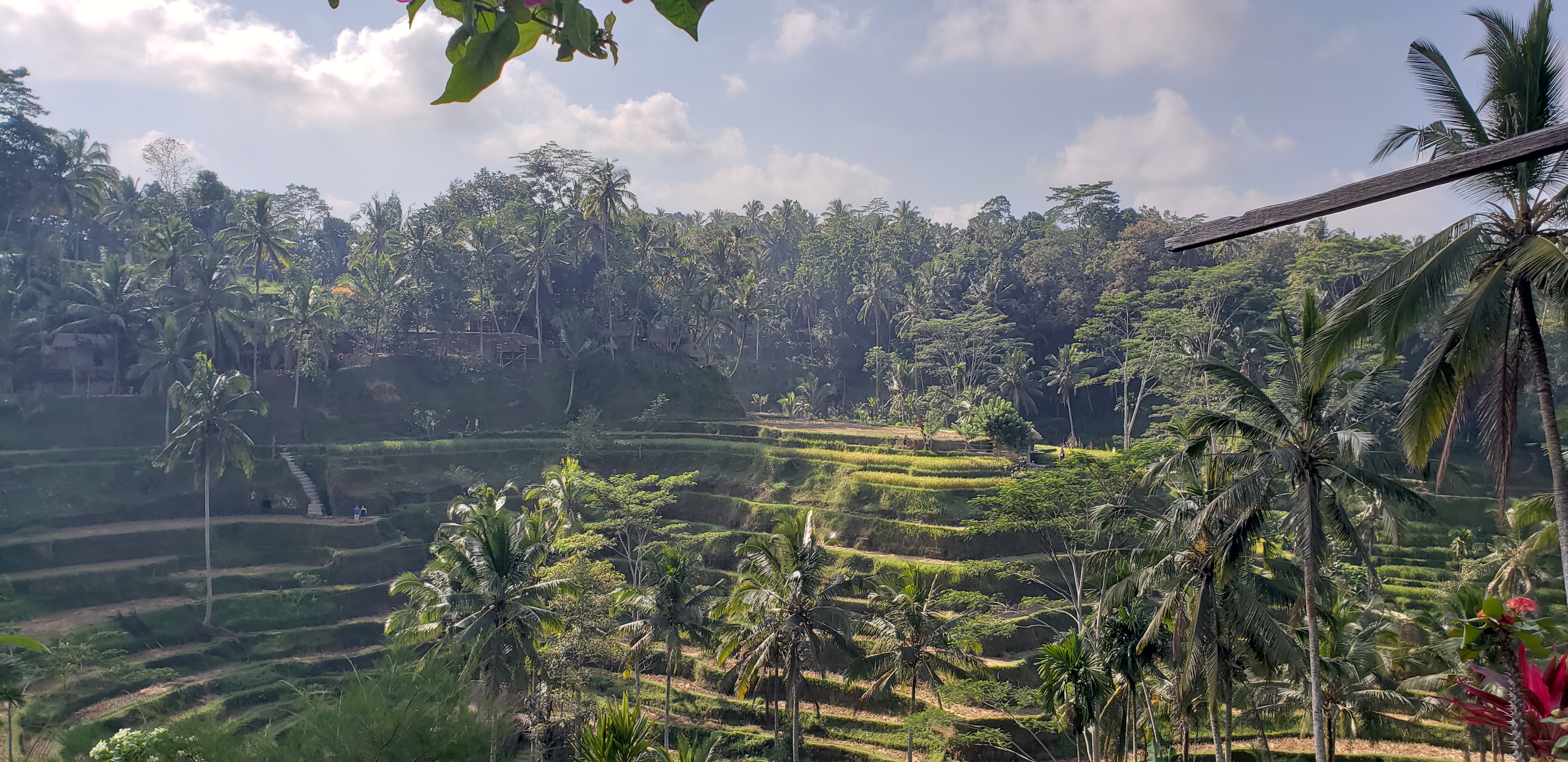 2018 Southeast Asia Trip Day 6 - Ubud, Bali, Indonesia (Mount Agung Volcano in Distance, Tegallalang Rice Terraces, Tirta Empul (Hindu Balinese Water Temple), Wearing Sarongs, Satria Agrowisata Coffee Plantation, Civet Cat Poop, Tibumana Waterfall)