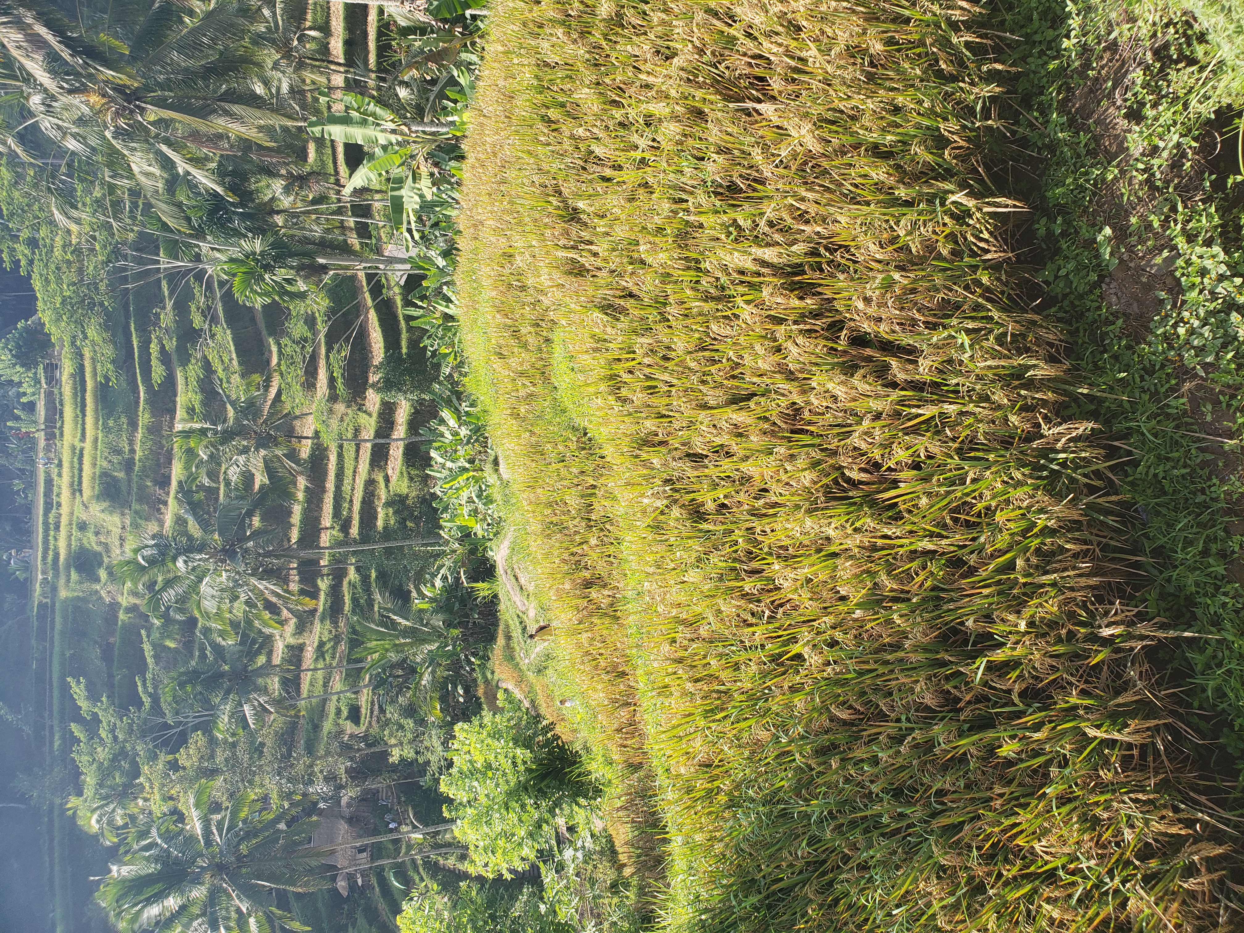 2018 Southeast Asia Trip Day 6 - Ubud, Bali, Indonesia (Mount Agung Volcano in Distance, Tegallalang Rice Terraces, Tirta Empul (Hindu Balinese Water Temple), Wearing Sarongs, Satria Agrowisata Coffee Plantation, Civet Cat Poop, Tibumana Waterfall)