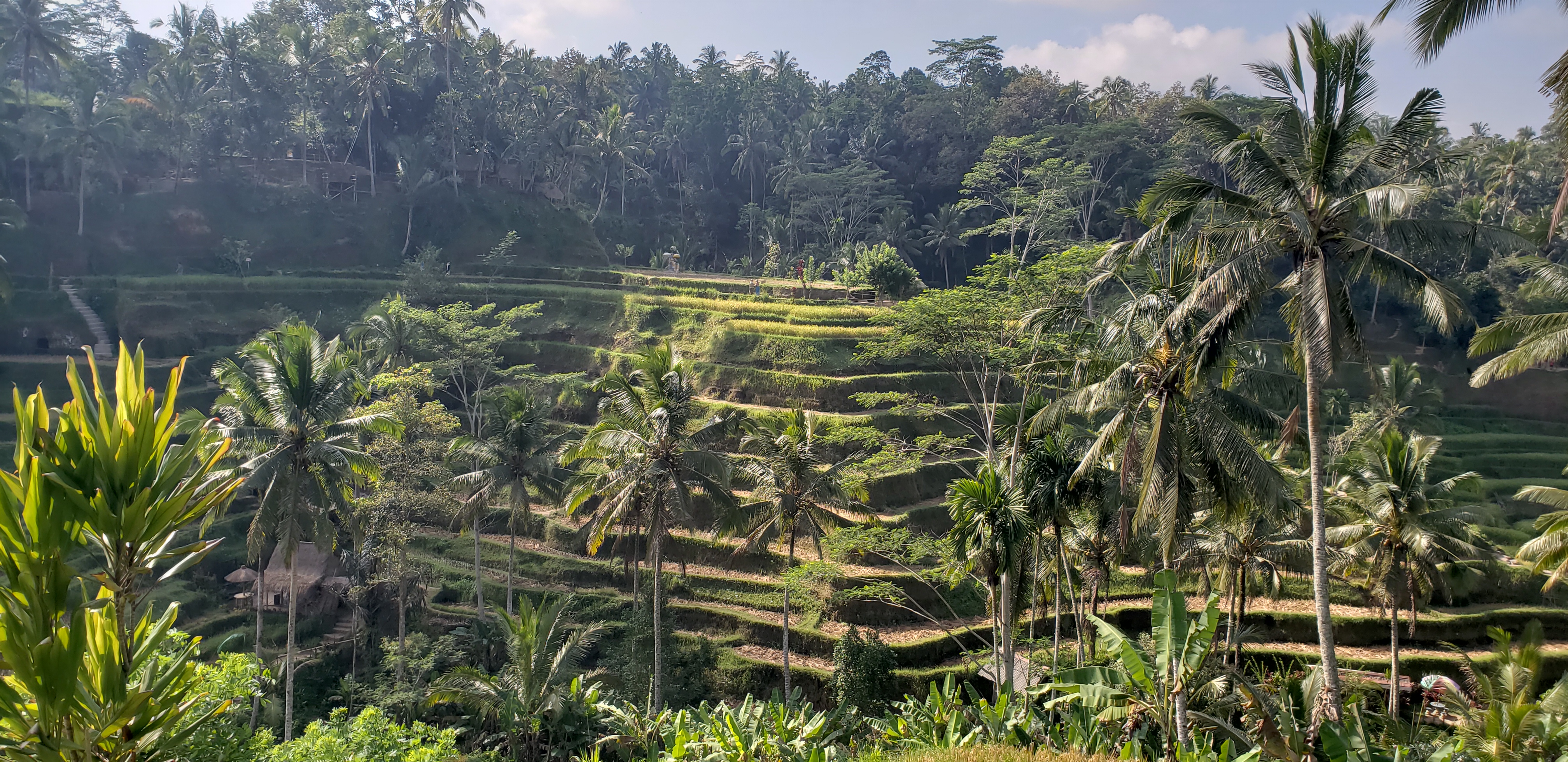 2018 Southeast Asia Trip Day 6 - Ubud, Bali, Indonesia (Mount Agung Volcano in Distance, Tegallalang Rice Terraces, Tirta Empul (Hindu Balinese Water Temple), Wearing Sarongs, Satria Agrowisata Coffee Plantation, Civet Cat Poop, Tibumana Waterfall)