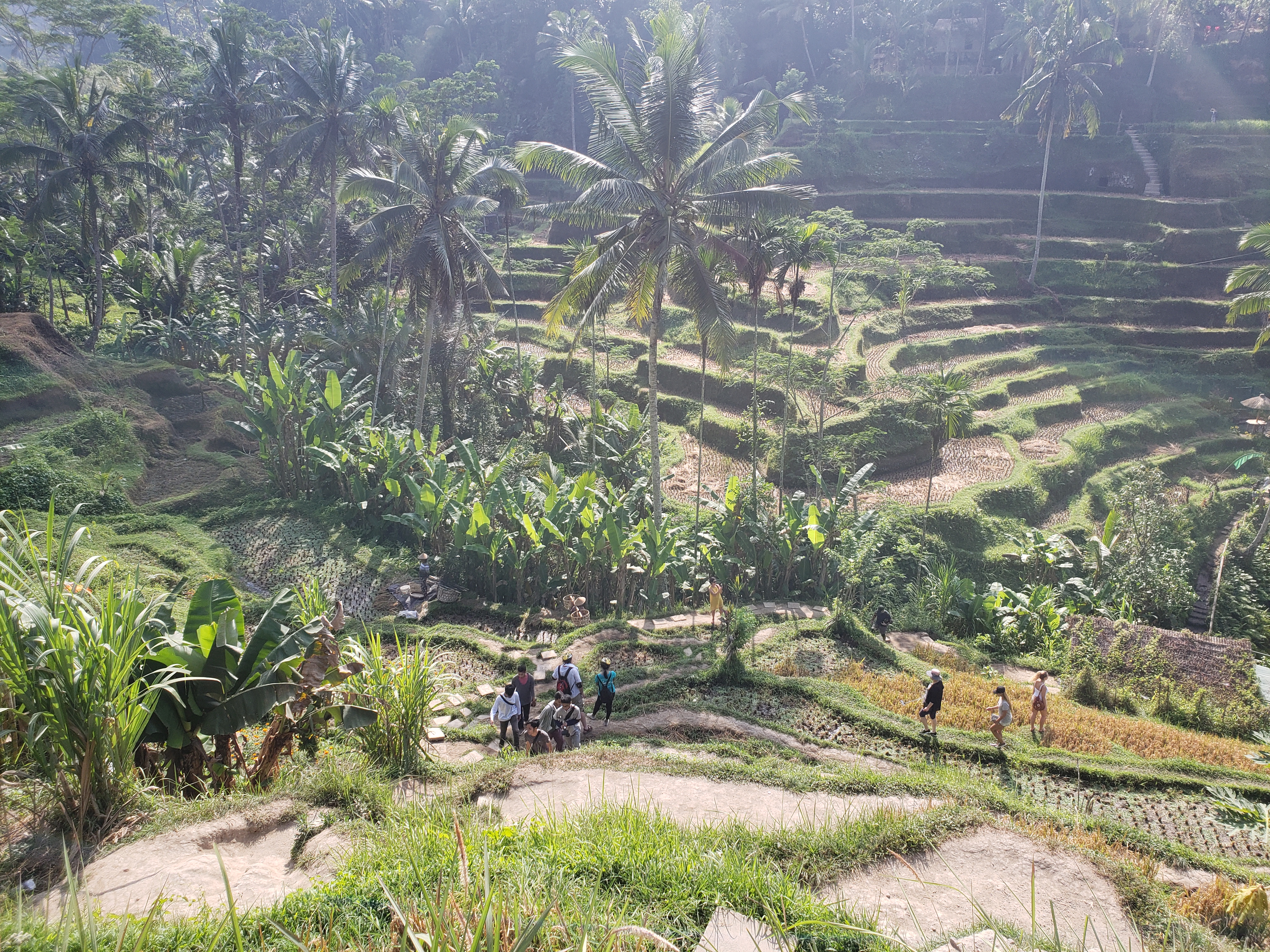 2018 Southeast Asia Trip Day 6 - Ubud, Bali, Indonesia (Mount Agung Volcano in Distance, Tegallalang Rice Terraces, Tirta Empul (Hindu Balinese Water Temple), Wearing Sarongs, Satria Agrowisata Coffee Plantation, Civet Cat Poop, Tibumana Waterfall)