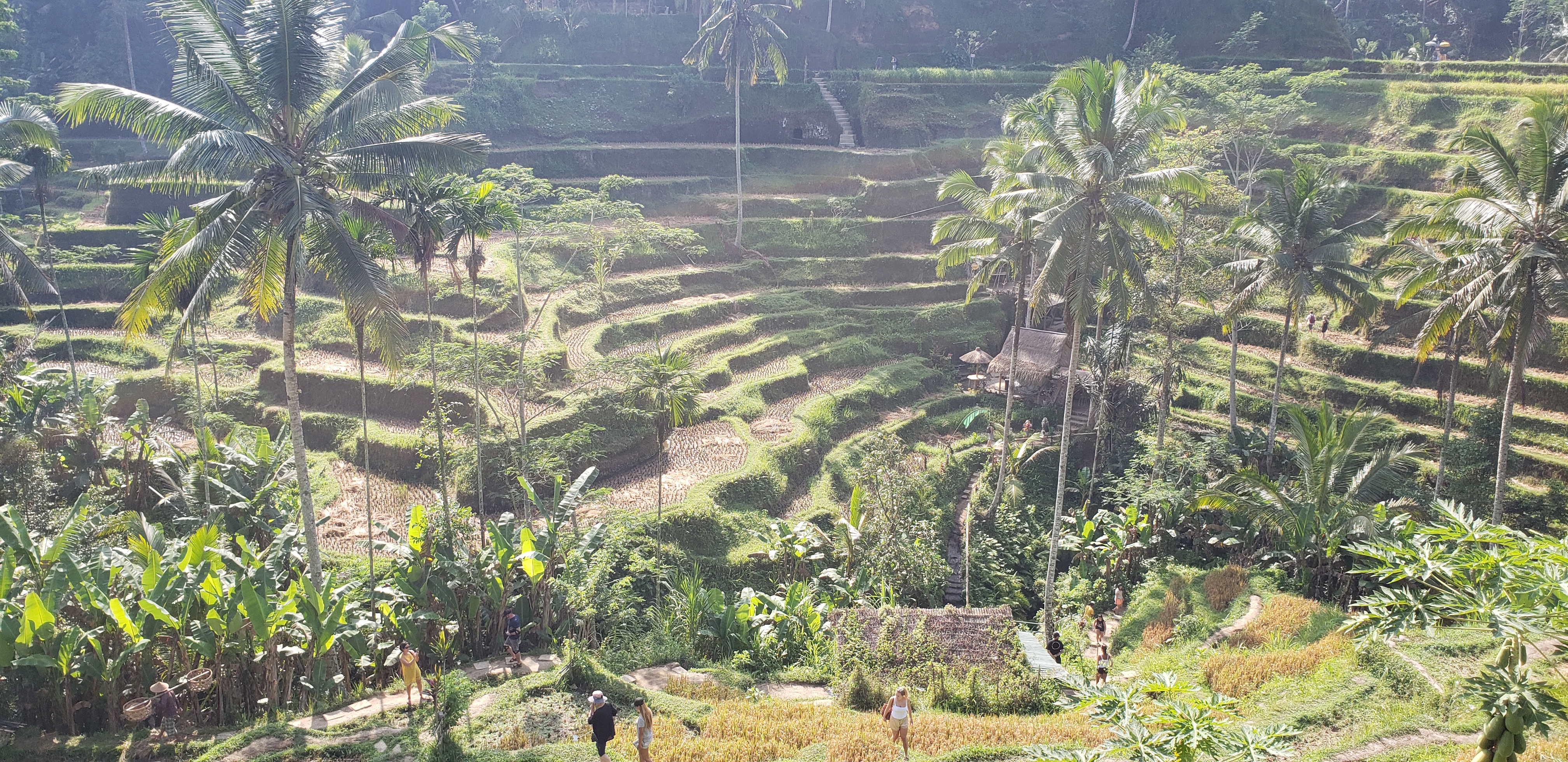 2018 Southeast Asia Trip Day 6 - Ubud, Bali, Indonesia (Mount Agung Volcano in Distance, Tegallalang Rice Terraces, Tirta Empul (Hindu Balinese Water Temple), Wearing Sarongs, Satria Agrowisata Coffee Plantation, Civet Cat Poop, Tibumana Waterfall)