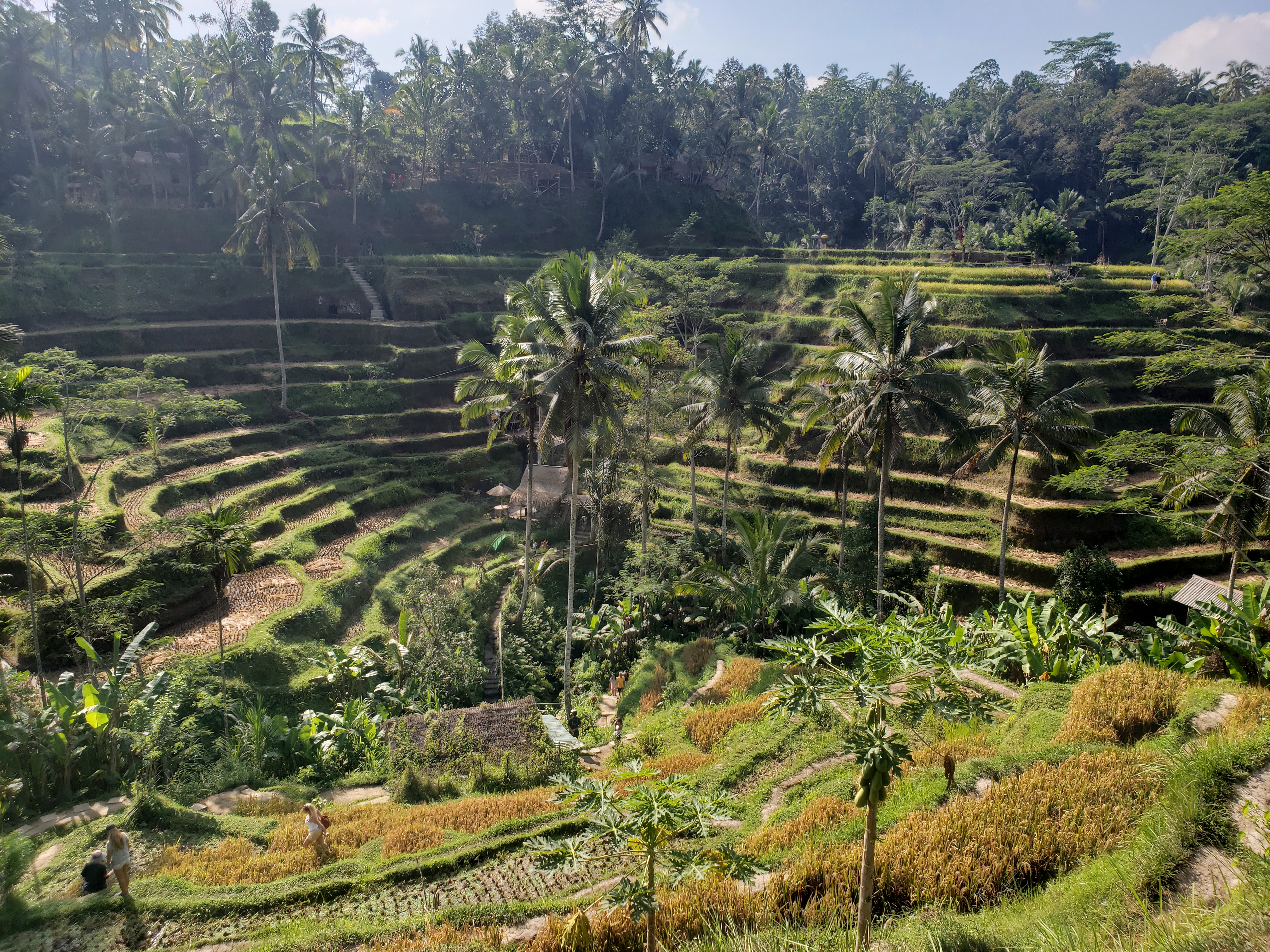 2018 Southeast Asia Trip Day 6 - Ubud, Bali, Indonesia (Mount Agung Volcano in Distance, Tegallalang Rice Terraces, Tirta Empul (Hindu Balinese Water Temple), Wearing Sarongs, Satria Agrowisata Coffee Plantation, Civet Cat Poop, Tibumana Waterfall)