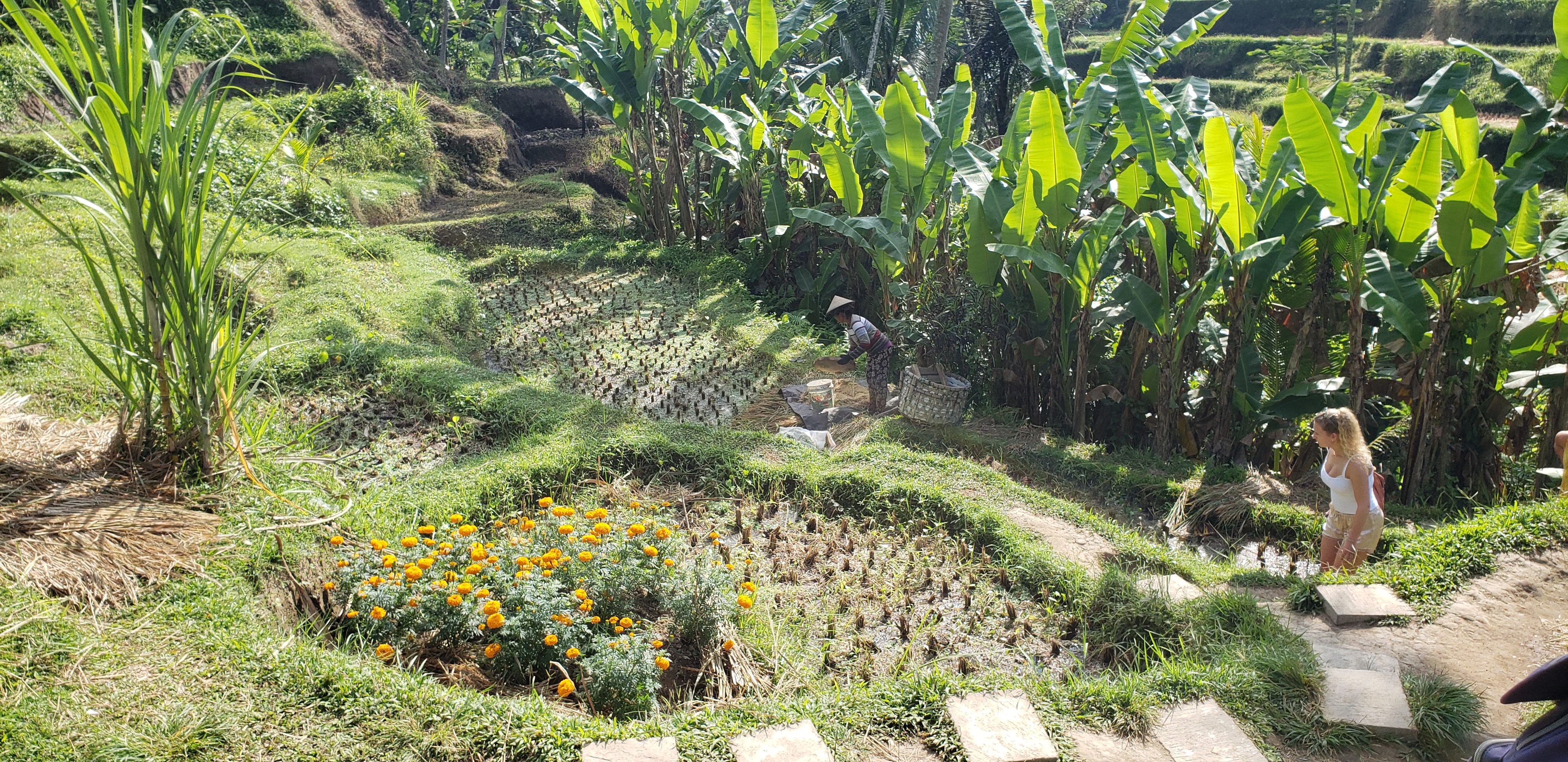 2018 Southeast Asia Trip Day 6 - Ubud, Bali, Indonesia (Mount Agung Volcano in Distance, Tegallalang Rice Terraces, Tirta Empul (Hindu Balinese Water Temple), Wearing Sarongs, Satria Agrowisata Coffee Plantation, Civet Cat Poop, Tibumana Waterfall)