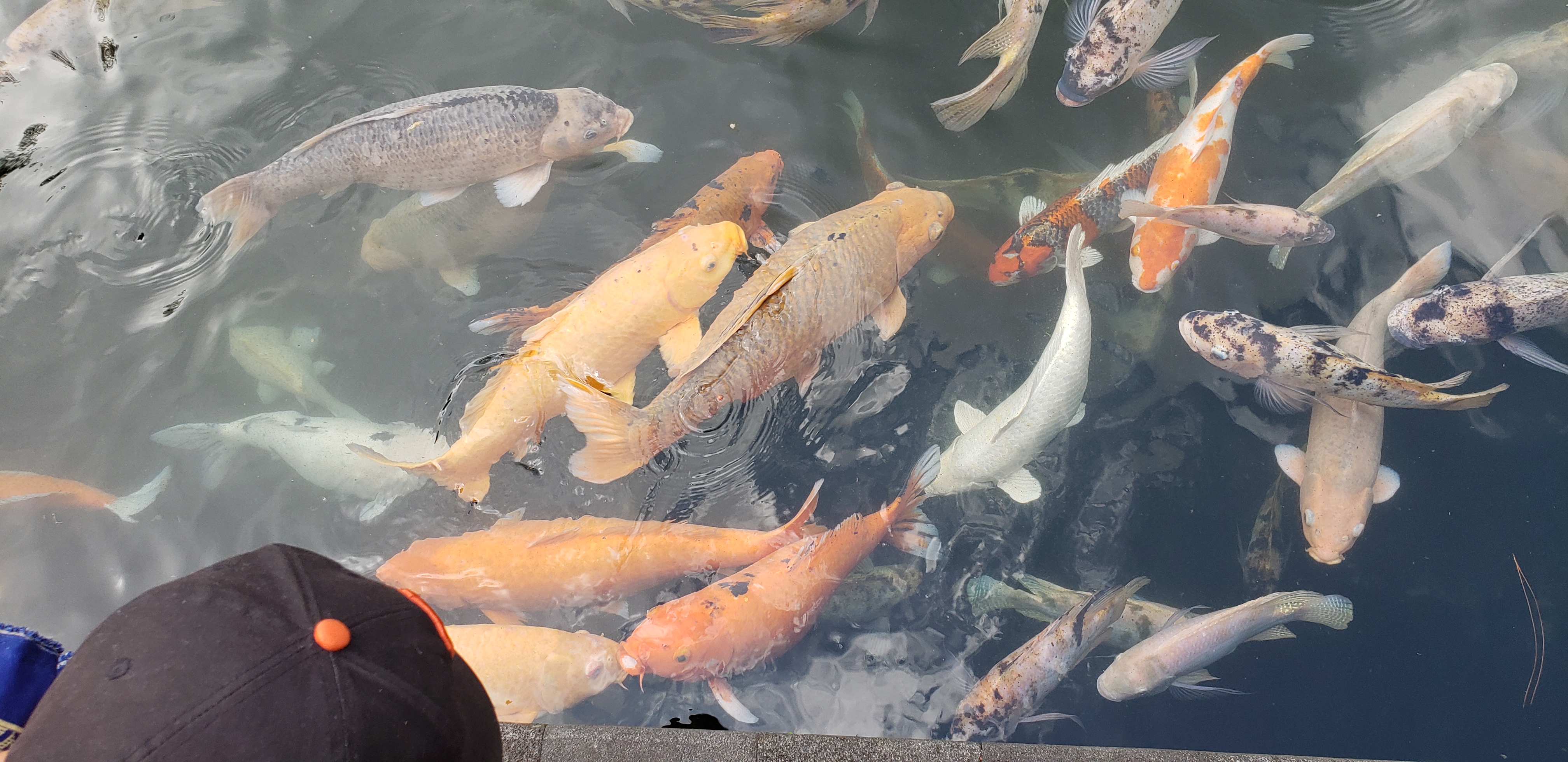 2018 Southeast Asia Trip Day 6 - Ubud, Bali, Indonesia (Mount Agung Volcano in Distance, Tegallalang Rice Terraces, Tirta Empul (Hindu Balinese Water Temple), Wearing Sarongs, Satria Agrowisata Coffee Plantation, Civet Cat Poop, Tibumana Waterfall)