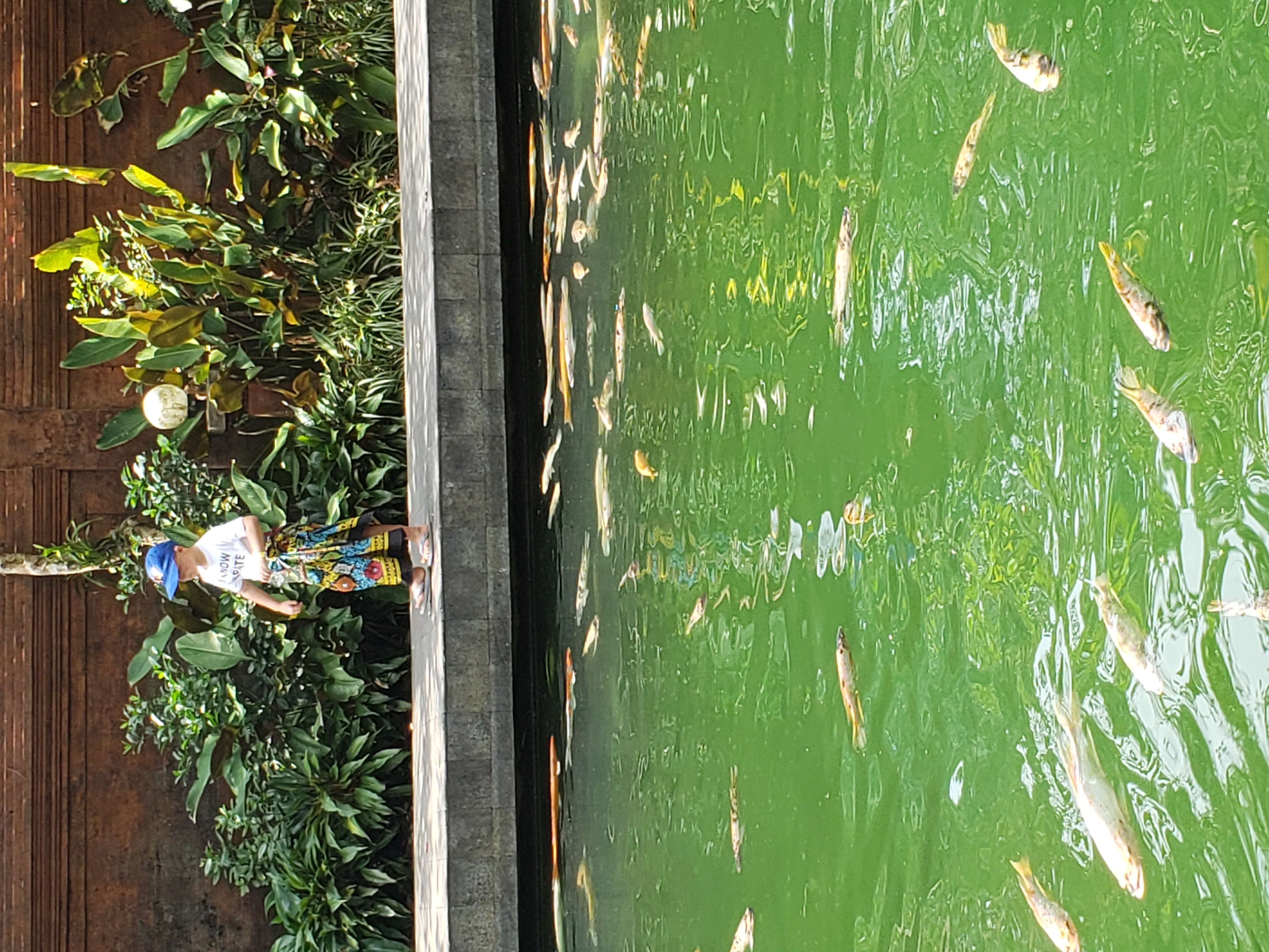 2018 Southeast Asia Trip Day 6 - Ubud, Bali, Indonesia (Mount Agung Volcano in Distance, Tegallalang Rice Terraces, Tirta Empul (Hindu Balinese Water Temple), Wearing Sarongs, Satria Agrowisata Coffee Plantation, Civet Cat Poop, Tibumana Waterfall)