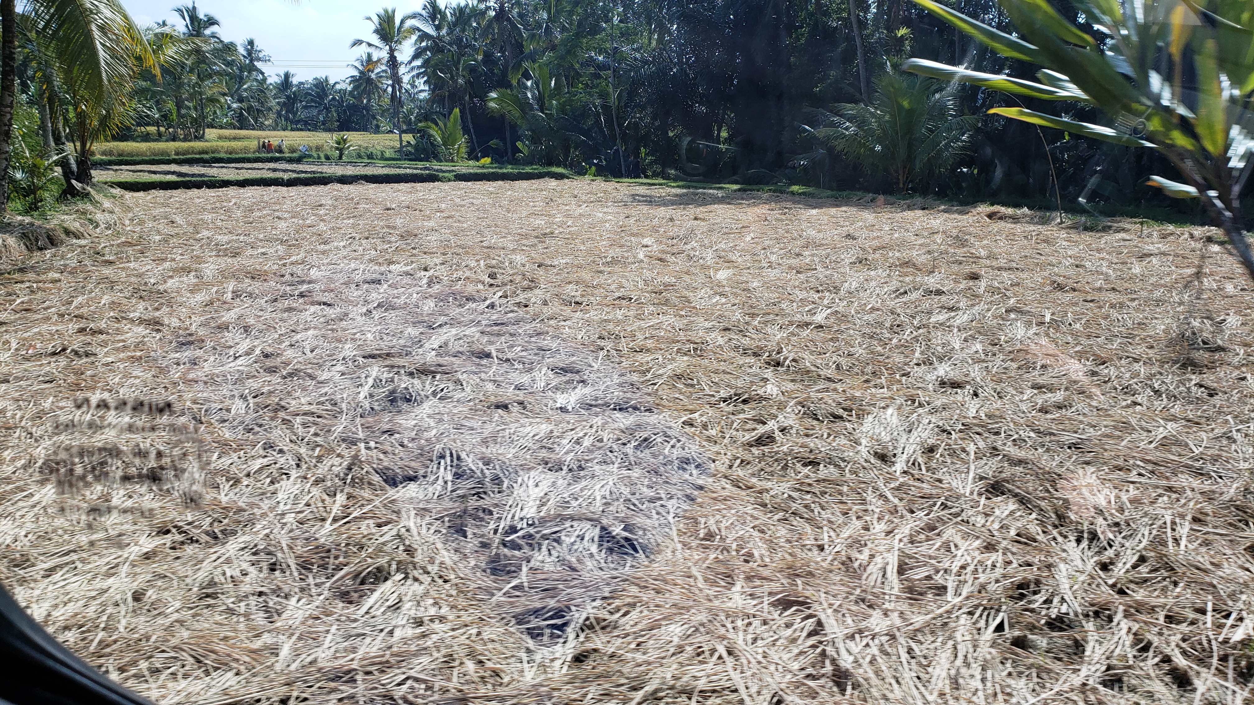 2018 Southeast Asia Trip Day 6 - Ubud, Bali, Indonesia (Mount Agung Volcano in Distance, Tegallalang Rice Terraces, Tirta Empul (Hindu Balinese Water Temple), Wearing Sarongs, Satria Agrowisata Coffee Plantation, Civet Cat Poop, Tibumana Waterfall)