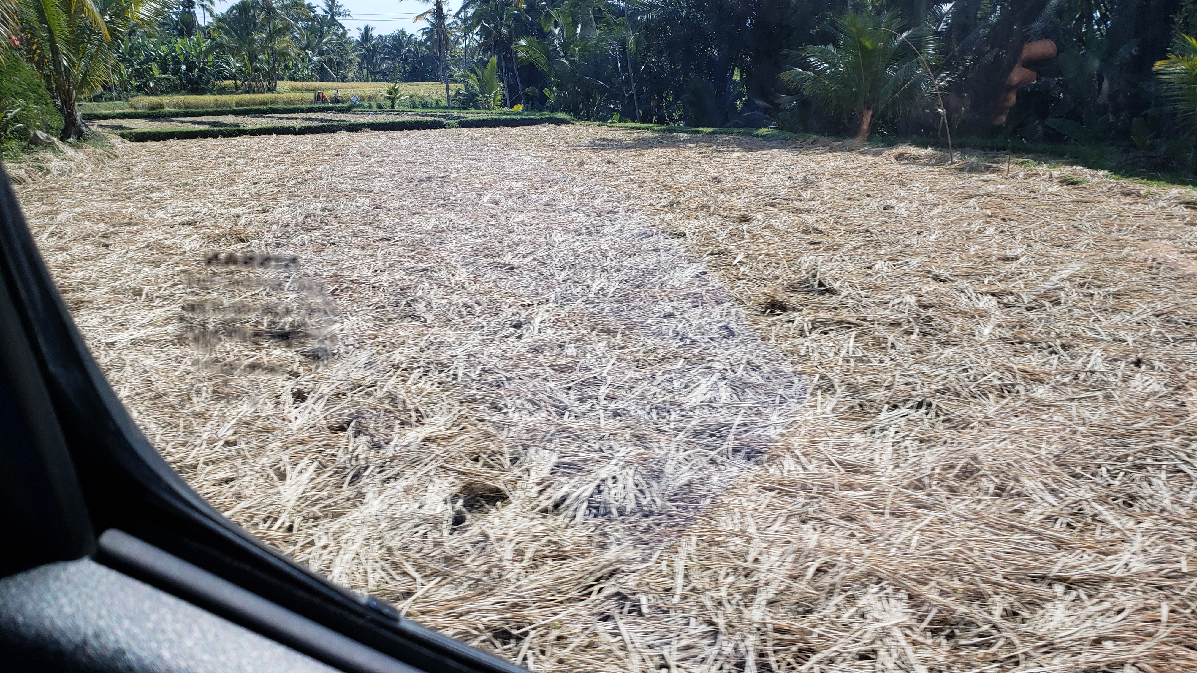 2018 Southeast Asia Trip Day 6 - Ubud, Bali, Indonesia (Mount Agung Volcano in Distance, Tegallalang Rice Terraces, Tirta Empul (Hindu Balinese Water Temple), Wearing Sarongs, Satria Agrowisata Coffee Plantation, Civet Cat Poop, Tibumana Waterfall)