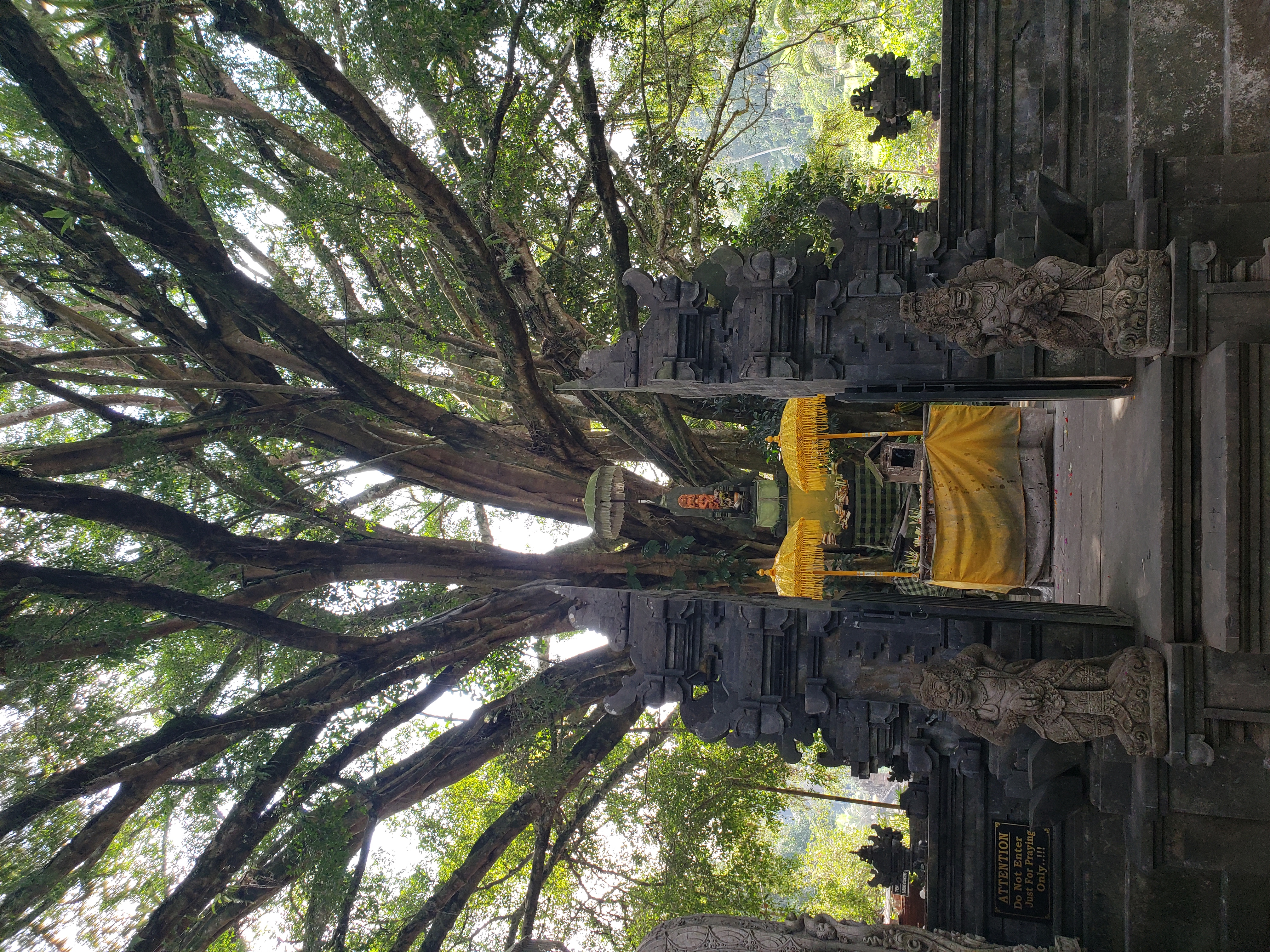 2018 Southeast Asia Trip Day 6 - Ubud, Bali, Indonesia (Mount Agung Volcano in Distance, Tegallalang Rice Terraces, Tirta Empul (Hindu Balinese Water Temple), Wearing Sarongs, Satria Agrowisata Coffee Plantation, Civet Cat Poop, Tibumana Waterfall)