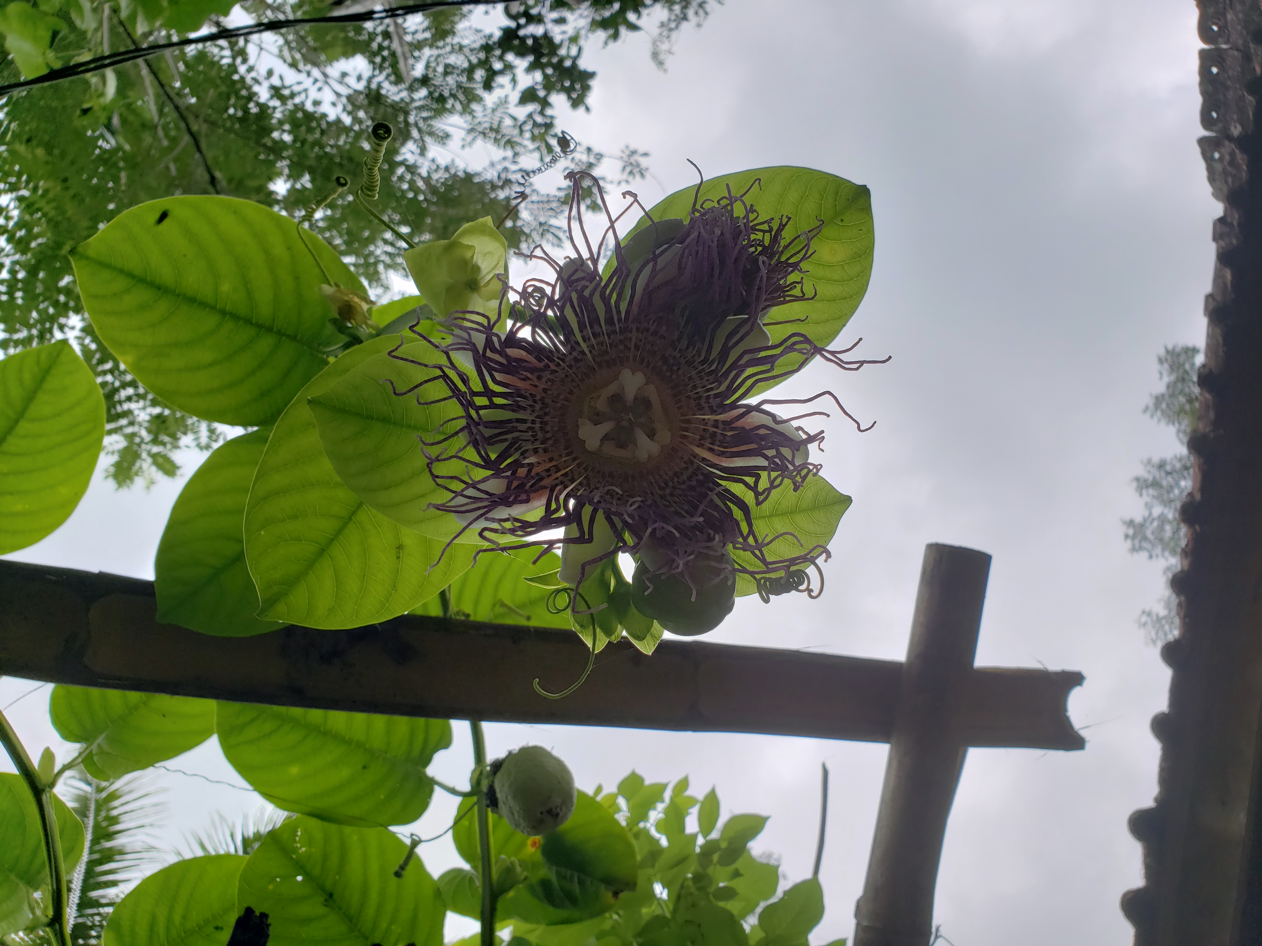 2018 Southeast Asia Trip Day 6 - Ubud, Bali, Indonesia (Mount Agung Volcano in Distance, Tegallalang Rice Terraces, Tirta Empul (Hindu Balinese Water Temple), Wearing Sarongs, Satria Agrowisata Coffee Plantation, Civet Cat Poop, Tibumana Waterfall)