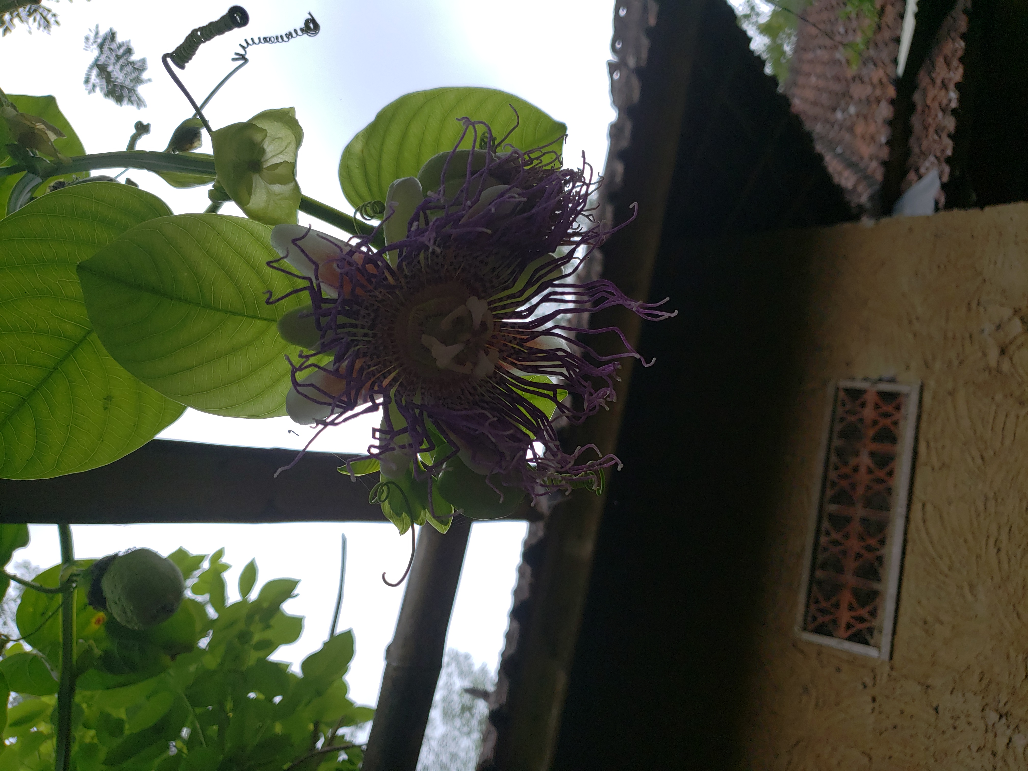 2018 Southeast Asia Trip Day 6 - Ubud, Bali, Indonesia (Mount Agung Volcano in Distance, Tegallalang Rice Terraces, Tirta Empul (Hindu Balinese Water Temple), Wearing Sarongs, Satria Agrowisata Coffee Plantation, Civet Cat Poop, Tibumana Waterfall)