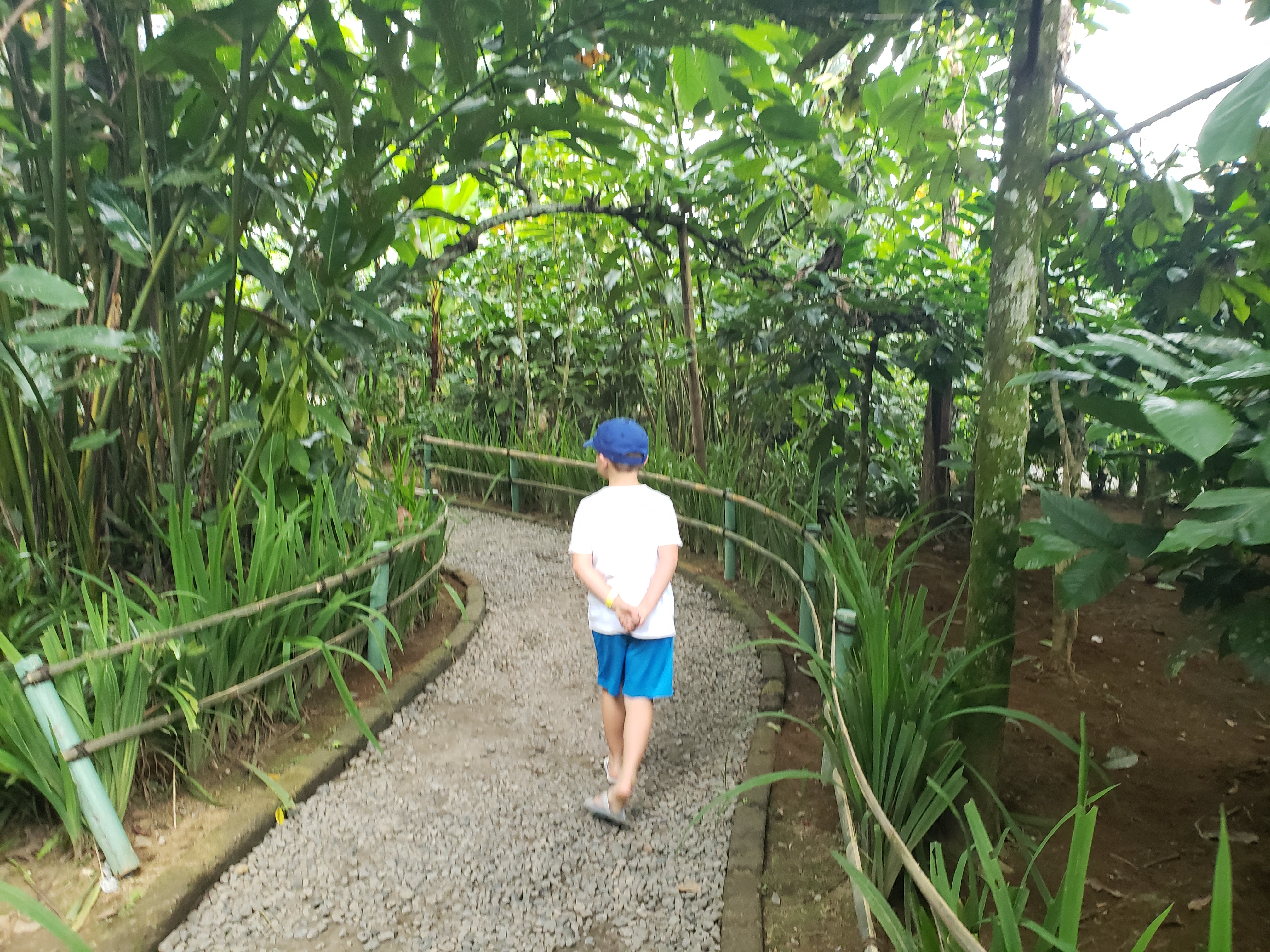 2018 Southeast Asia Trip Day 6 - Ubud, Bali, Indonesia (Mount Agung Volcano in Distance, Tegallalang Rice Terraces, Tirta Empul (Hindu Balinese Water Temple), Wearing Sarongs, Satria Agrowisata Coffee Plantation, Civet Cat Poop, Tibumana Waterfall)