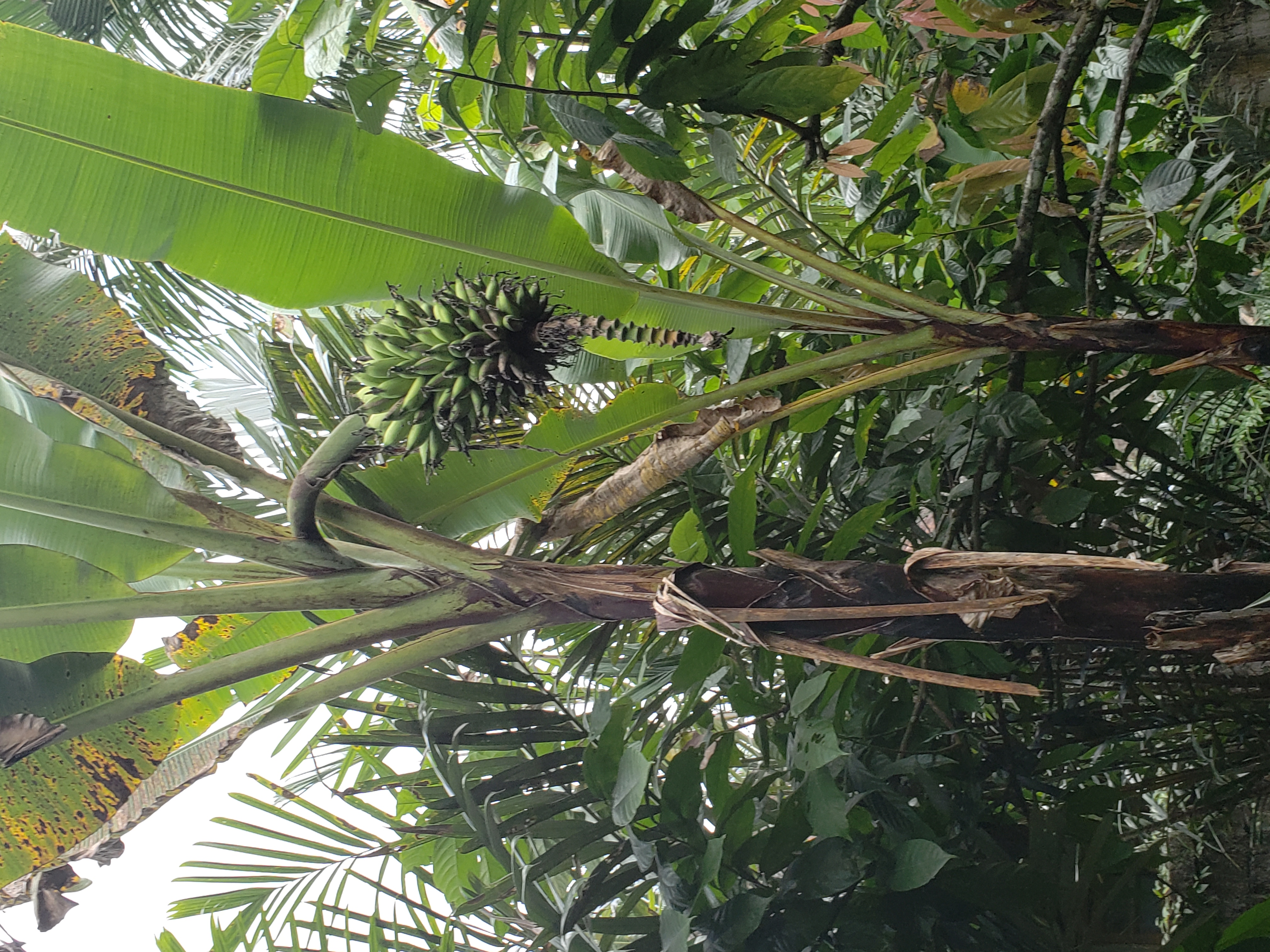 2018 Southeast Asia Trip Day 6 - Ubud, Bali, Indonesia (Mount Agung Volcano in Distance, Tegallalang Rice Terraces, Tirta Empul (Hindu Balinese Water Temple), Wearing Sarongs, Satria Agrowisata Coffee Plantation, Civet Cat Poop, Tibumana Waterfall)